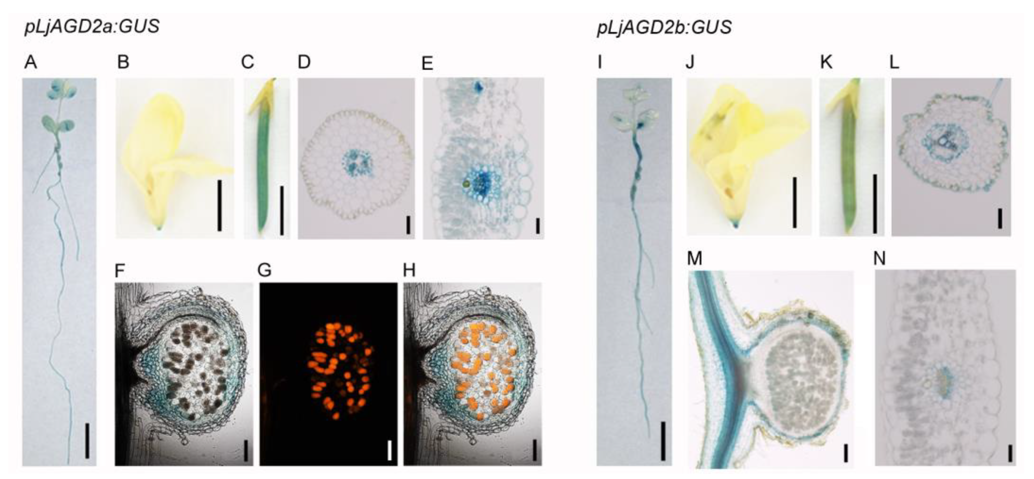 Ijms 23 06863 g001 550