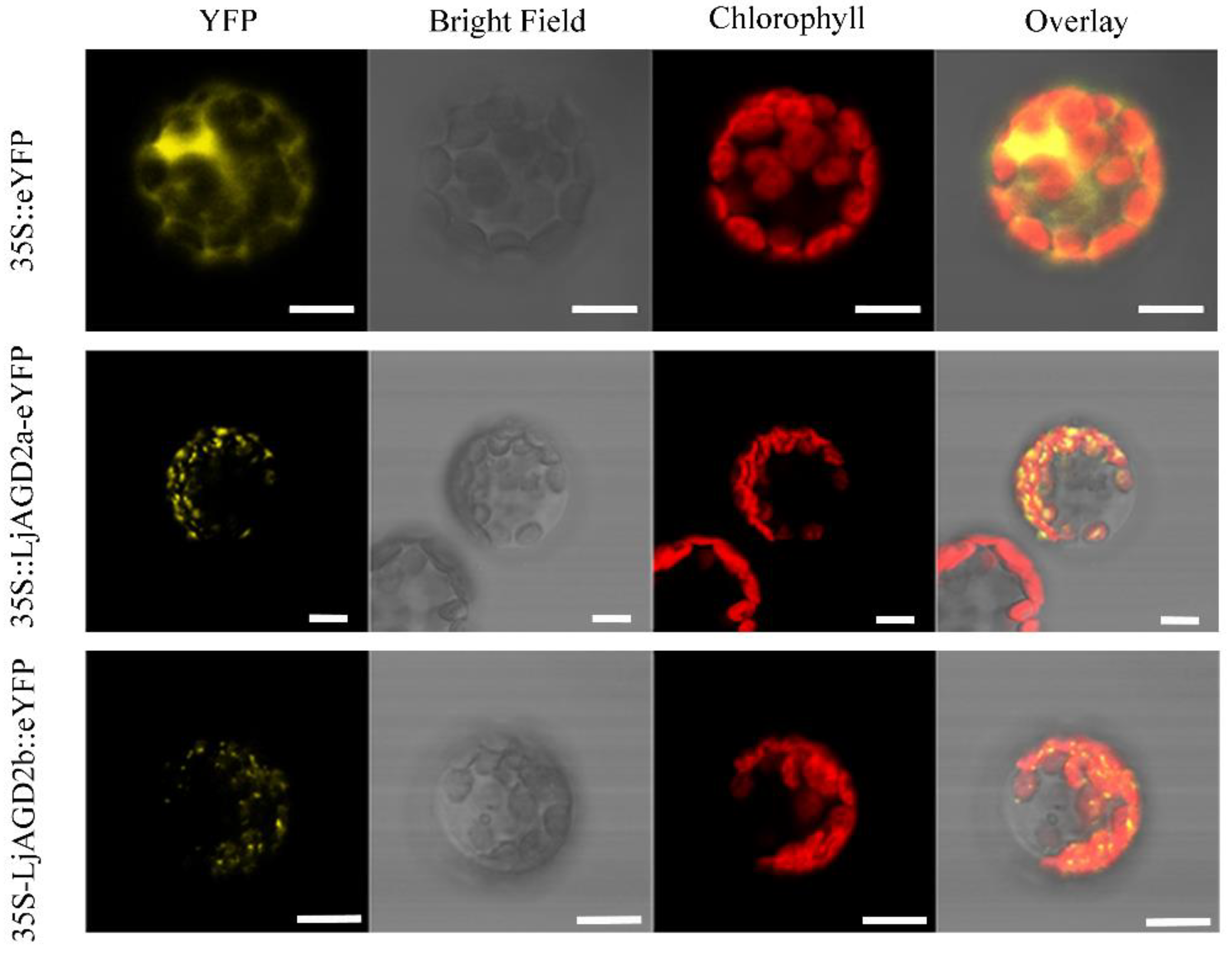 Ijms 23 06863 g002 550