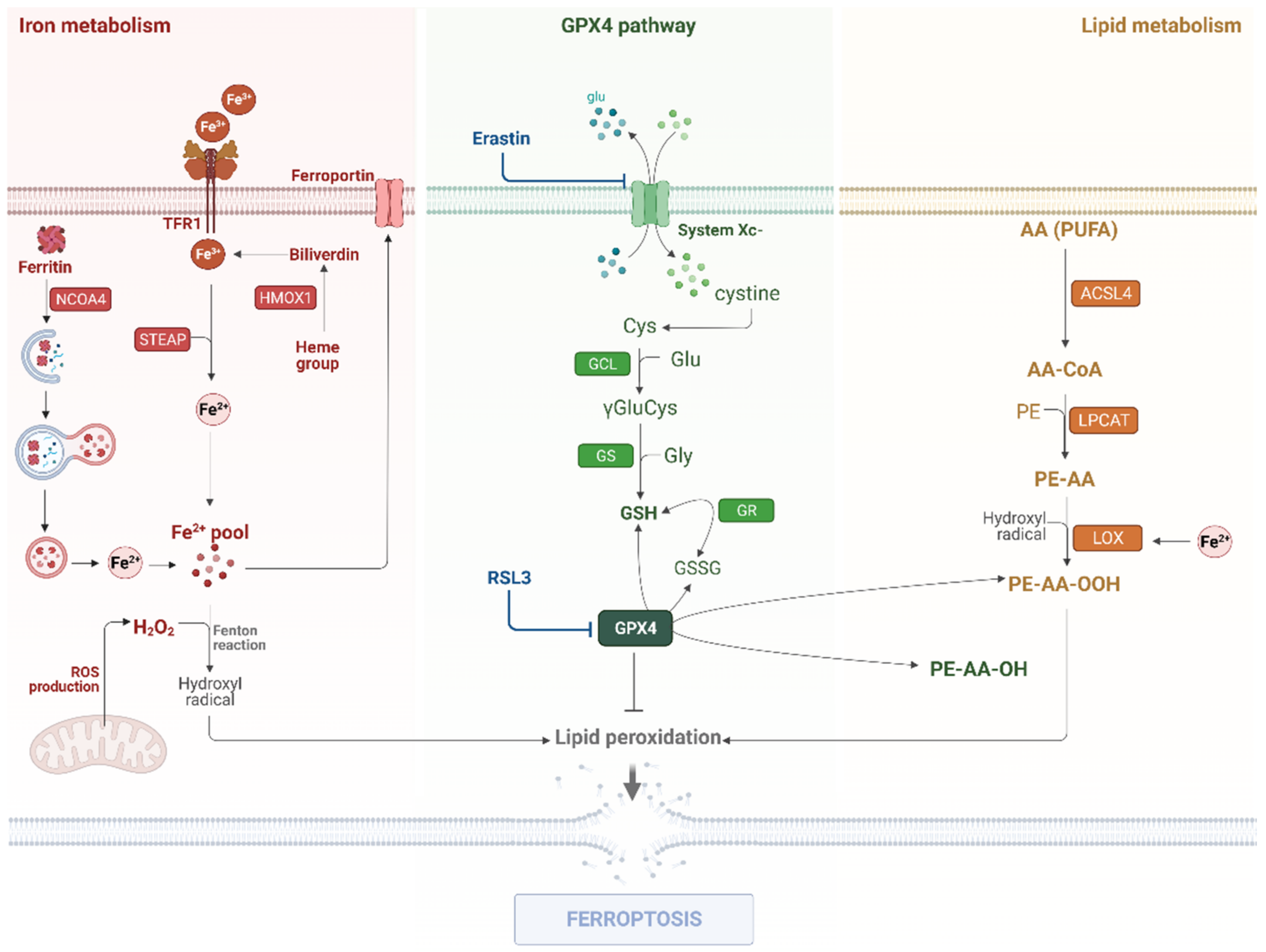 Ijms 23 06879 g001 550