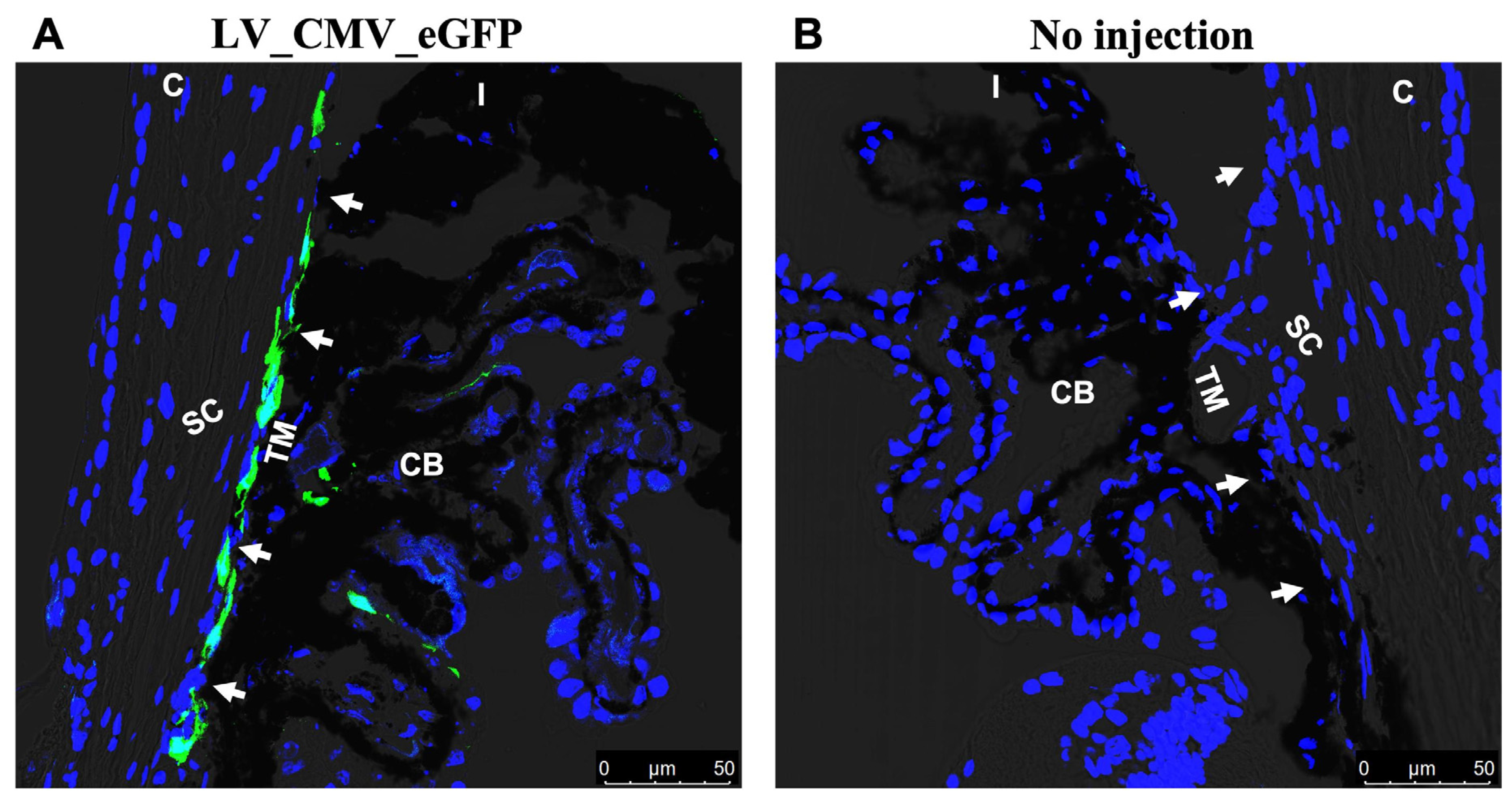 Ijms 23 06883 g002 Ijms 23 06883 g002