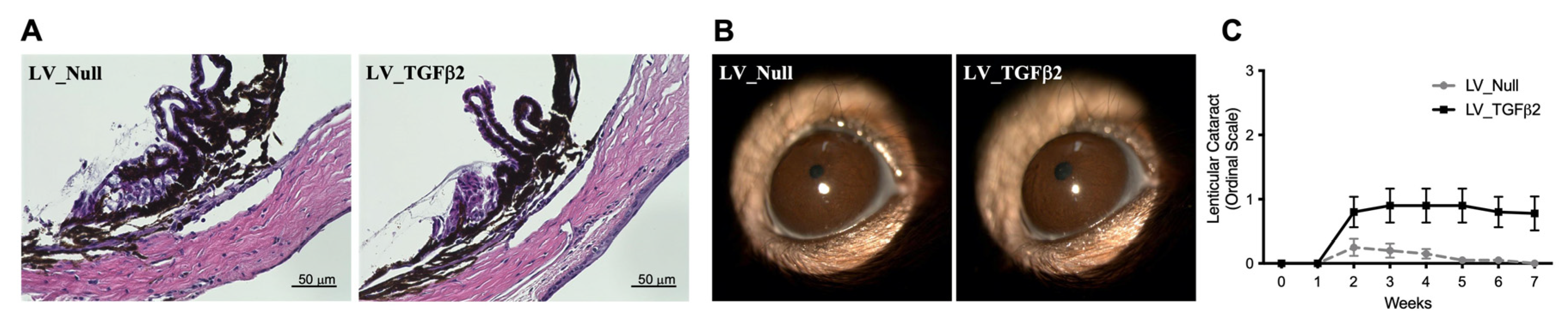 Ijms 23 06883 g006 Ijms 23 06883 g006
