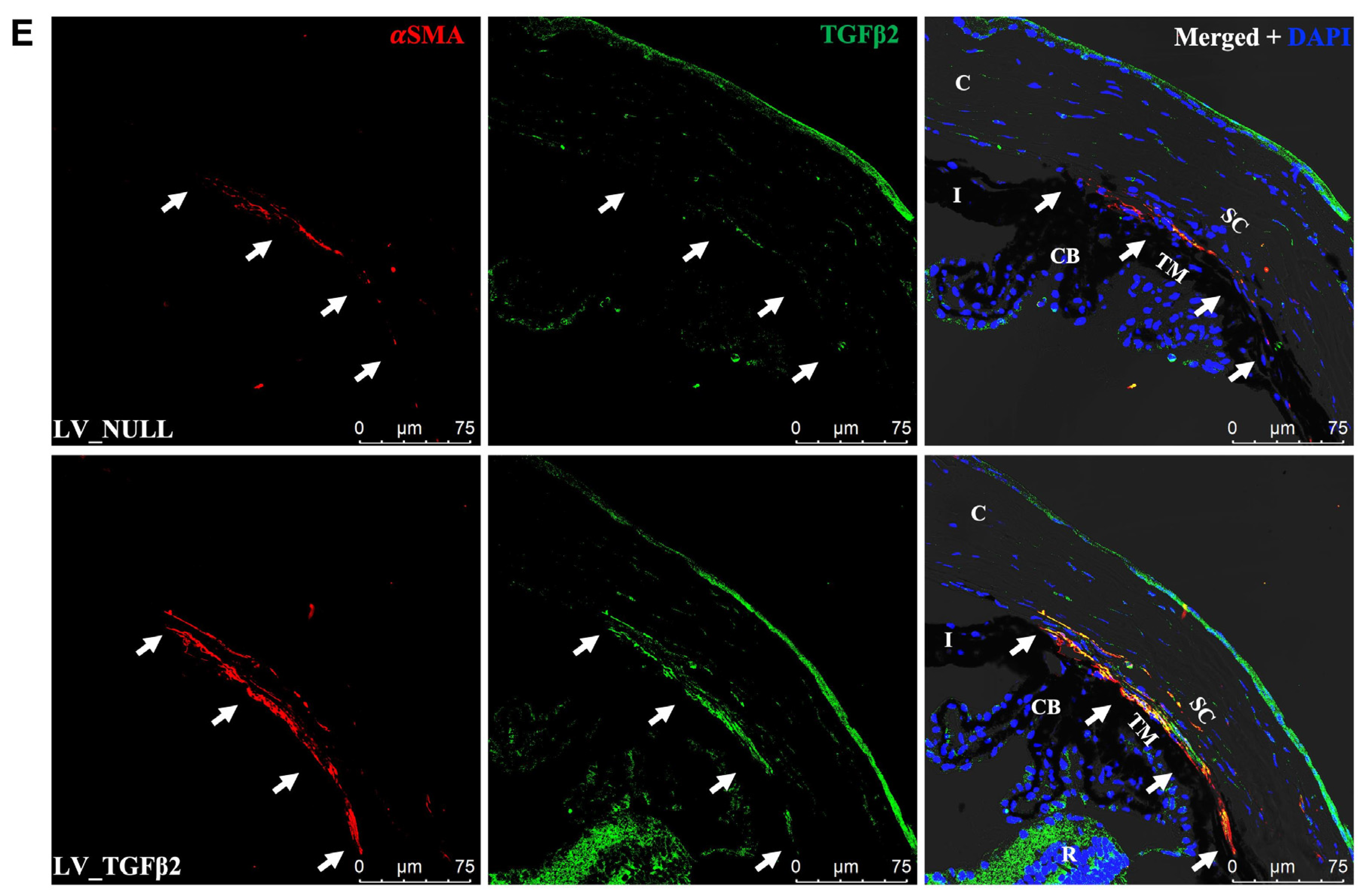 Ijms 23 06883 g007b Ijms 23 06883 g007b