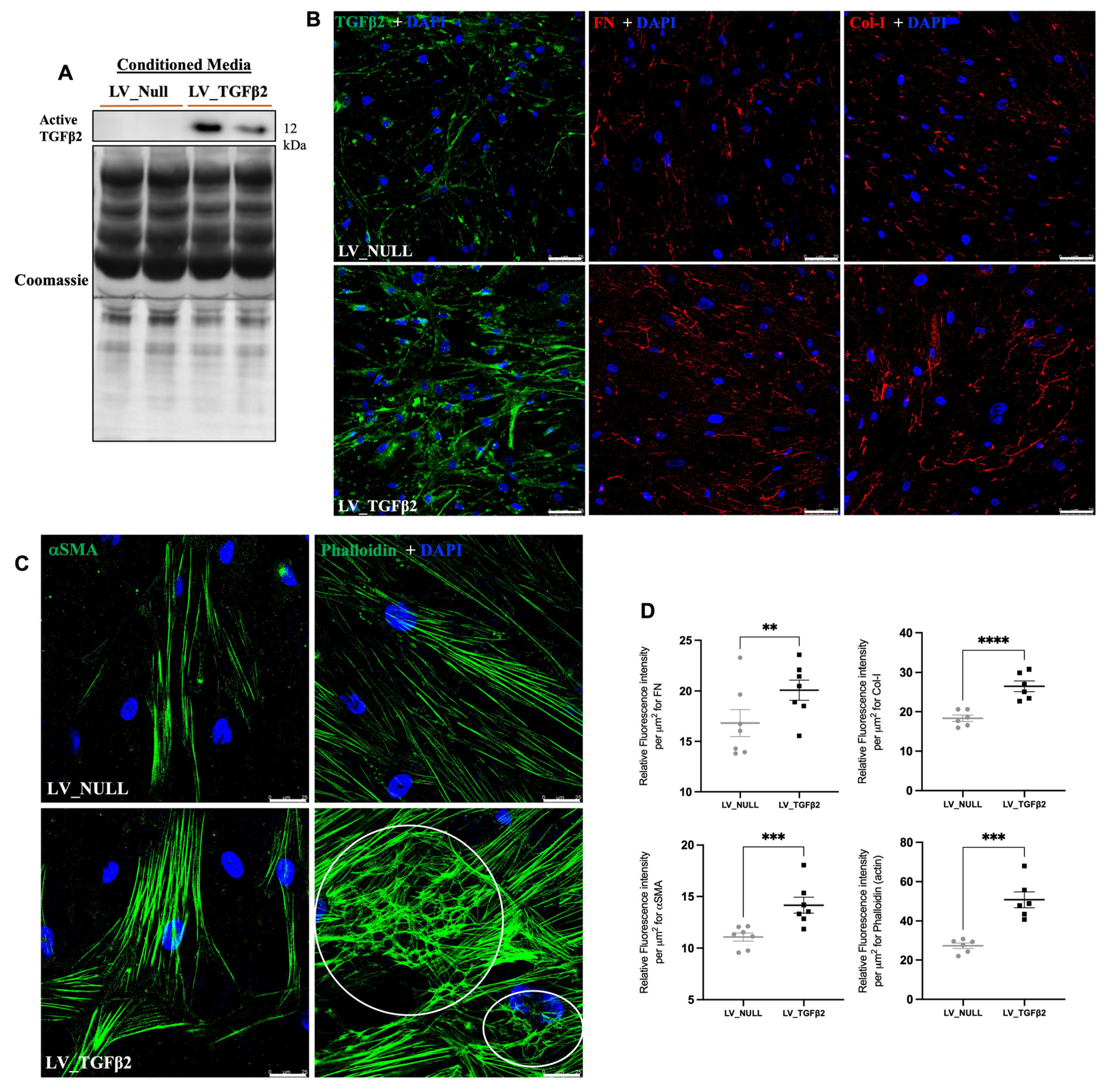 Ijms 23 06883 g008 Ijms 23 06883 g008