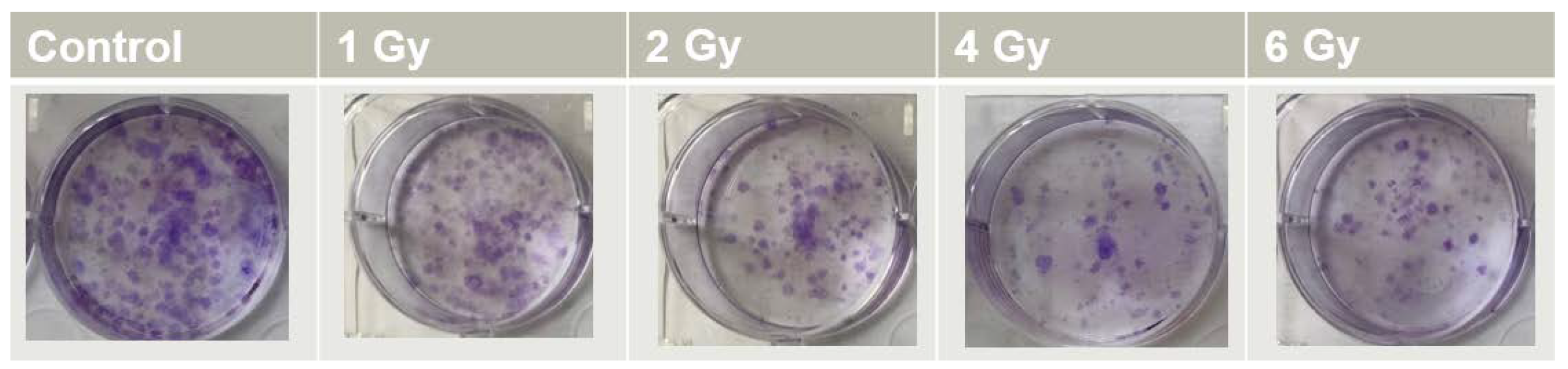 Ijms 23 06887 g010 550