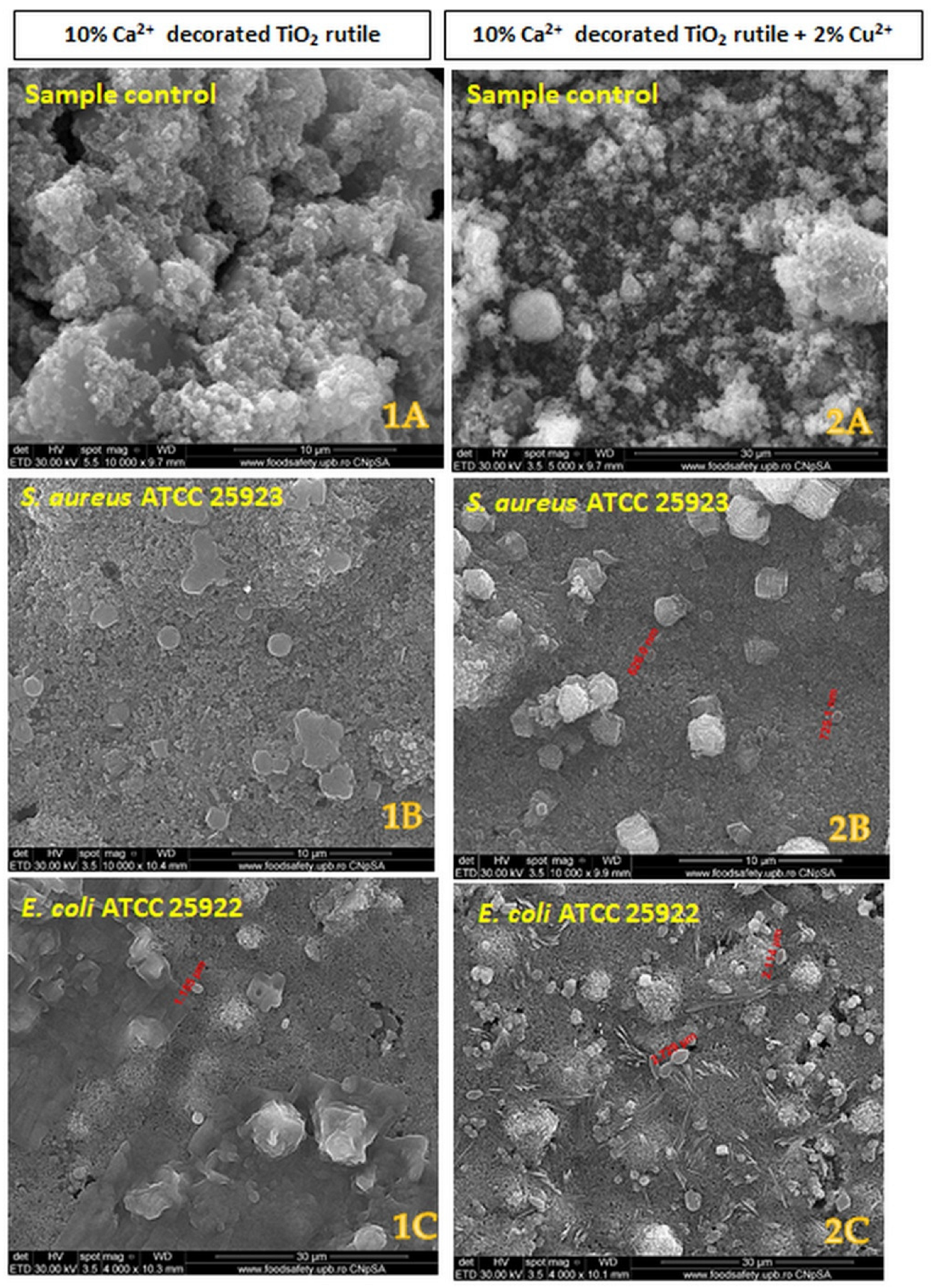 Ijms 23 06888 g008 550