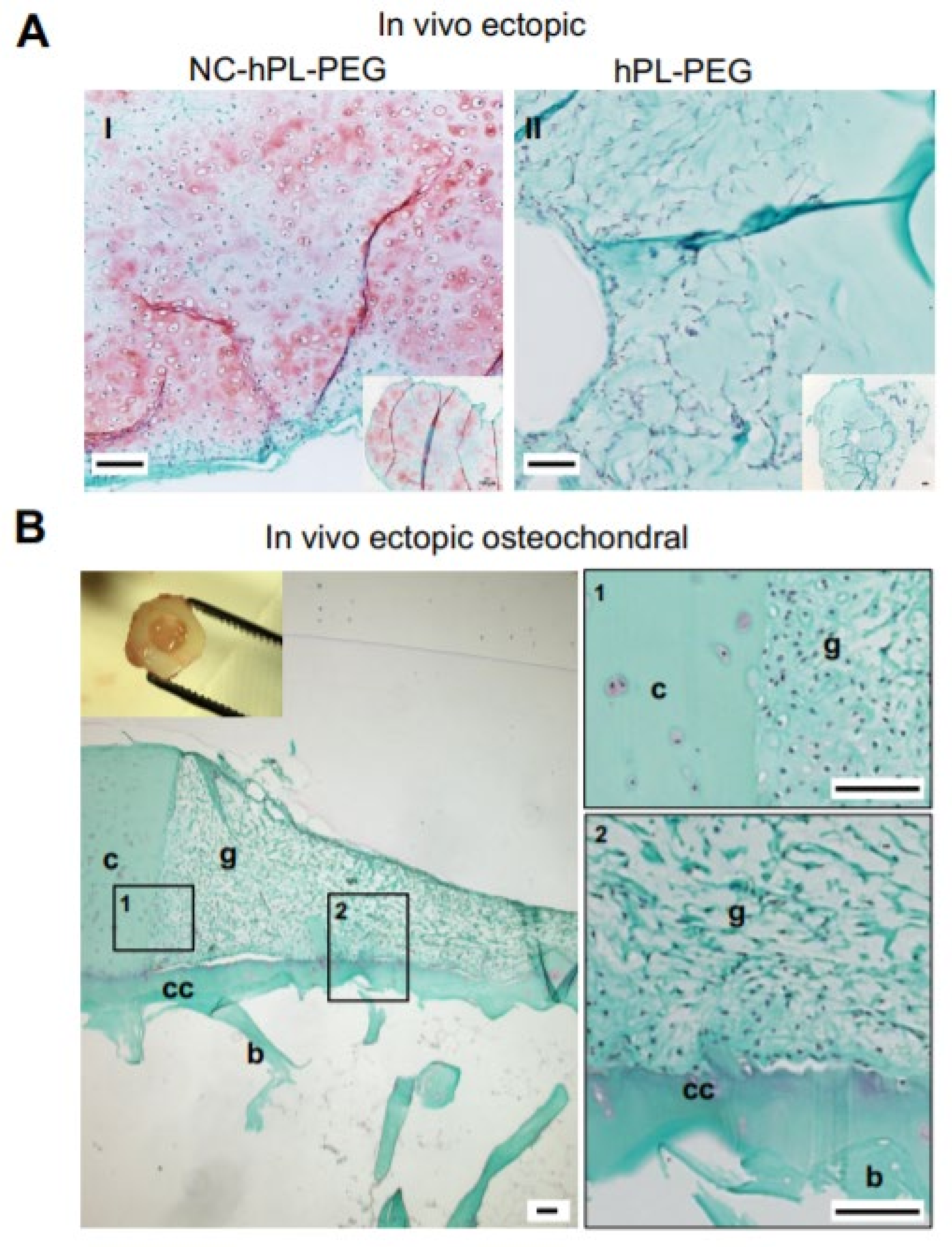 Ijms 23 06900 g005 Ijms 23 06900 g005