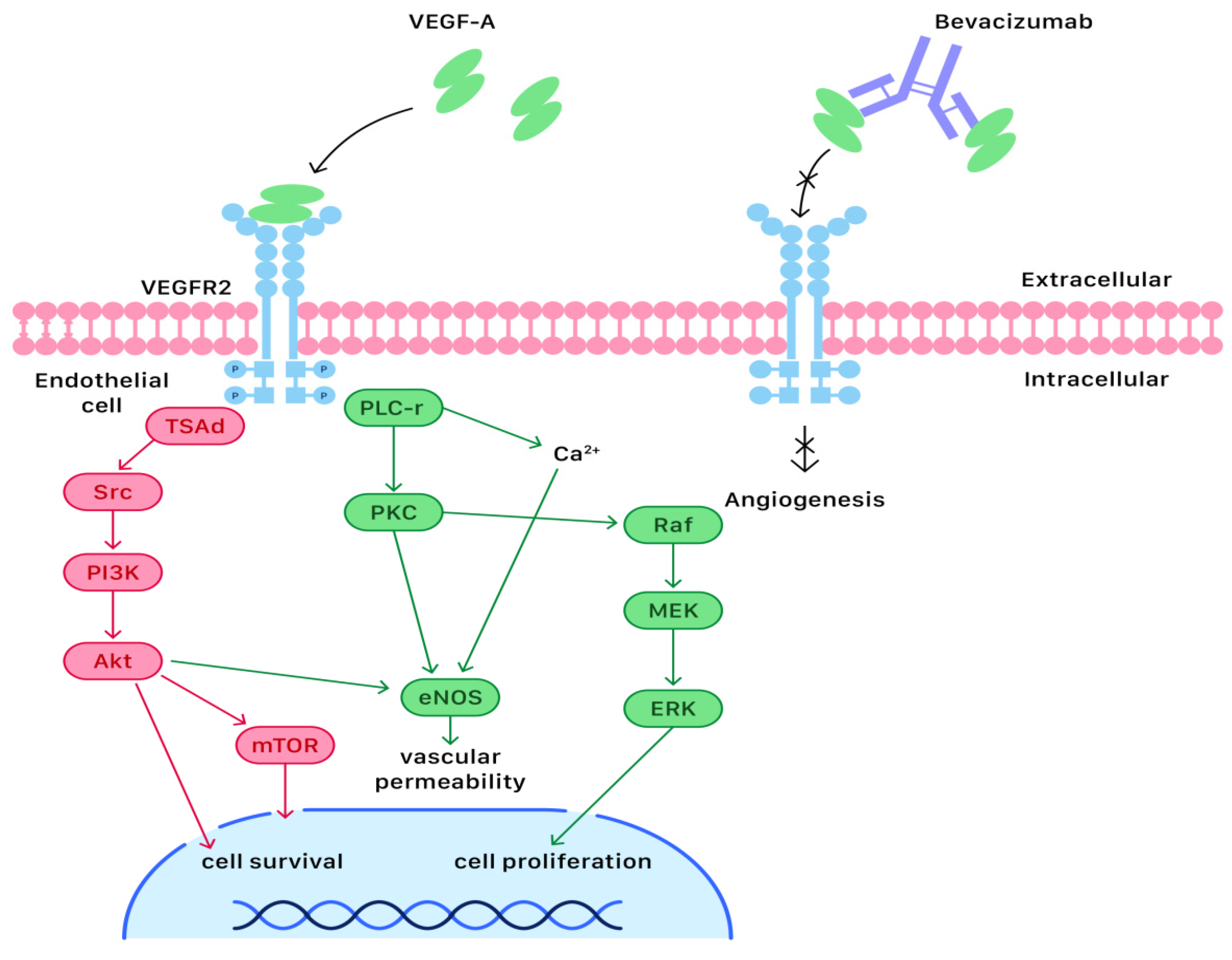 Ijms 23 06911 g002 550