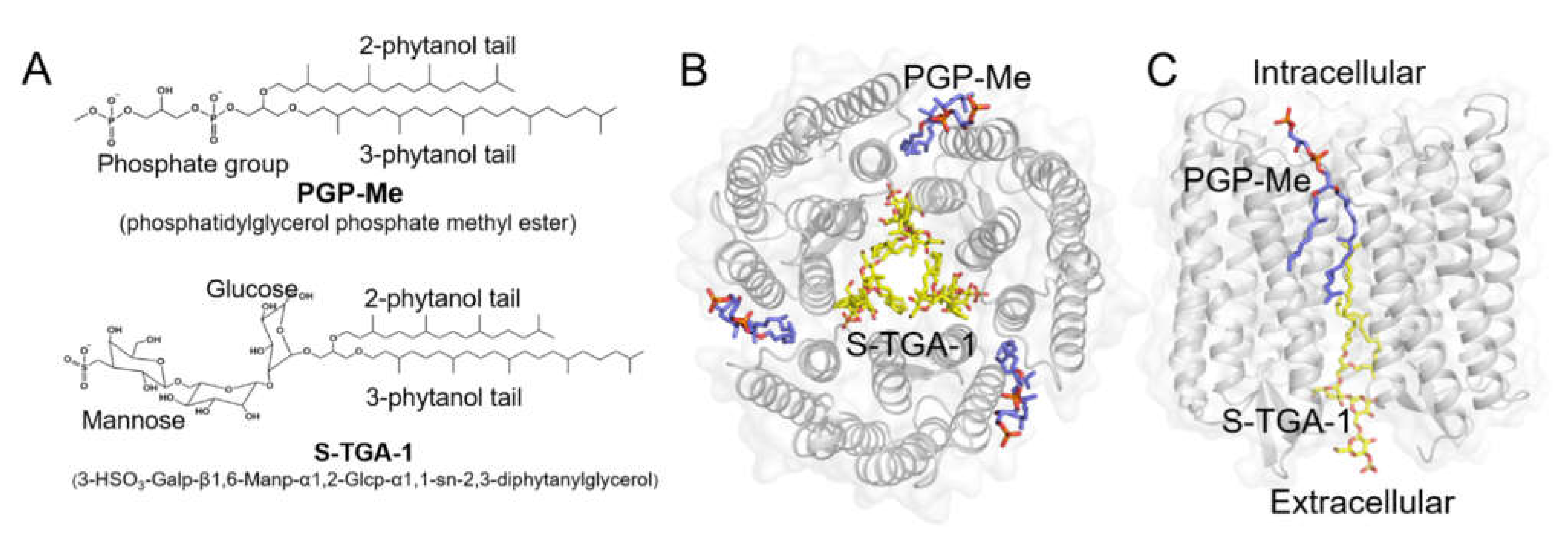Archaeal Lipids Regulating the Trimeric Structure Dynamics of 