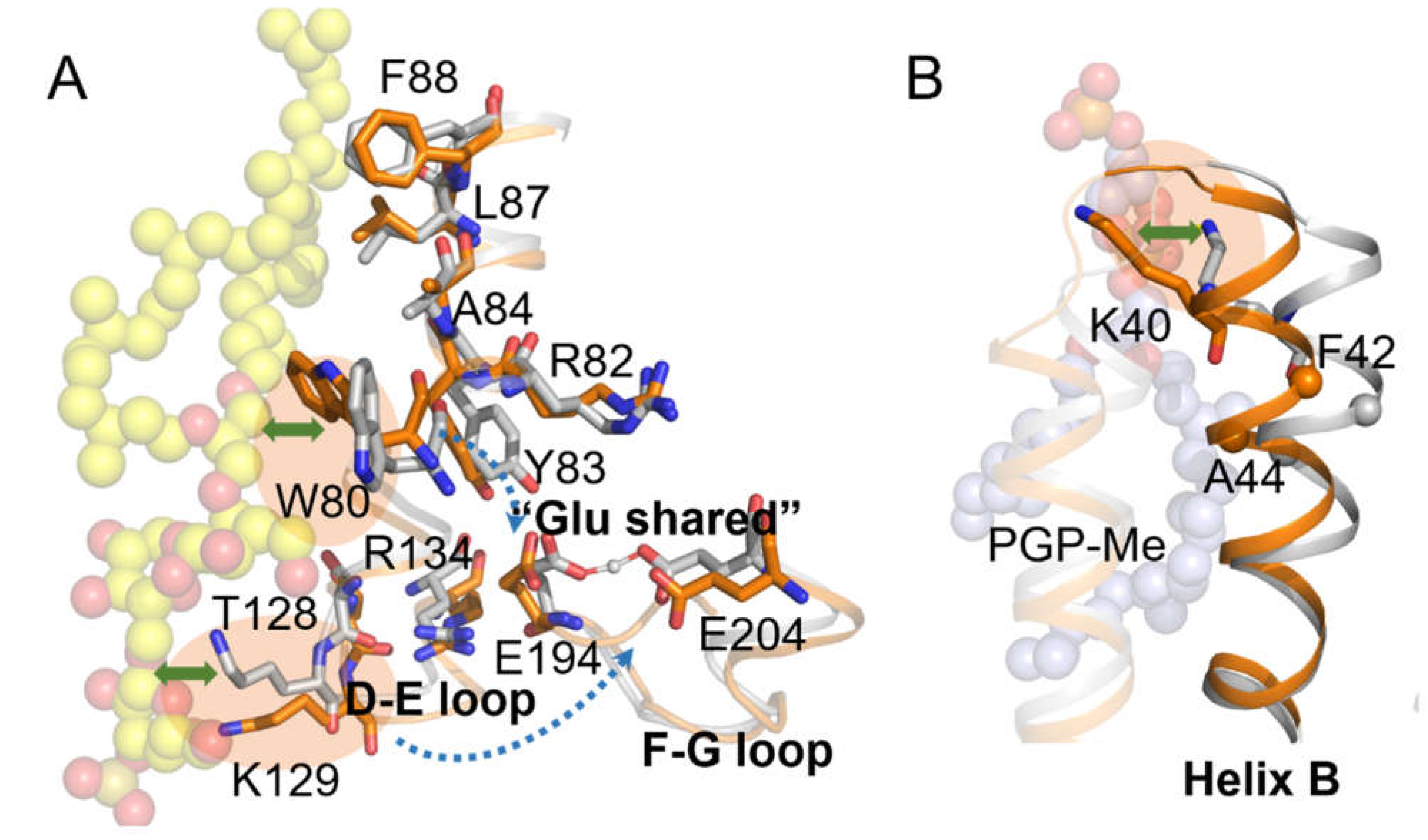 Ijms 23 06913 g011 Ijms 23 06913 g011