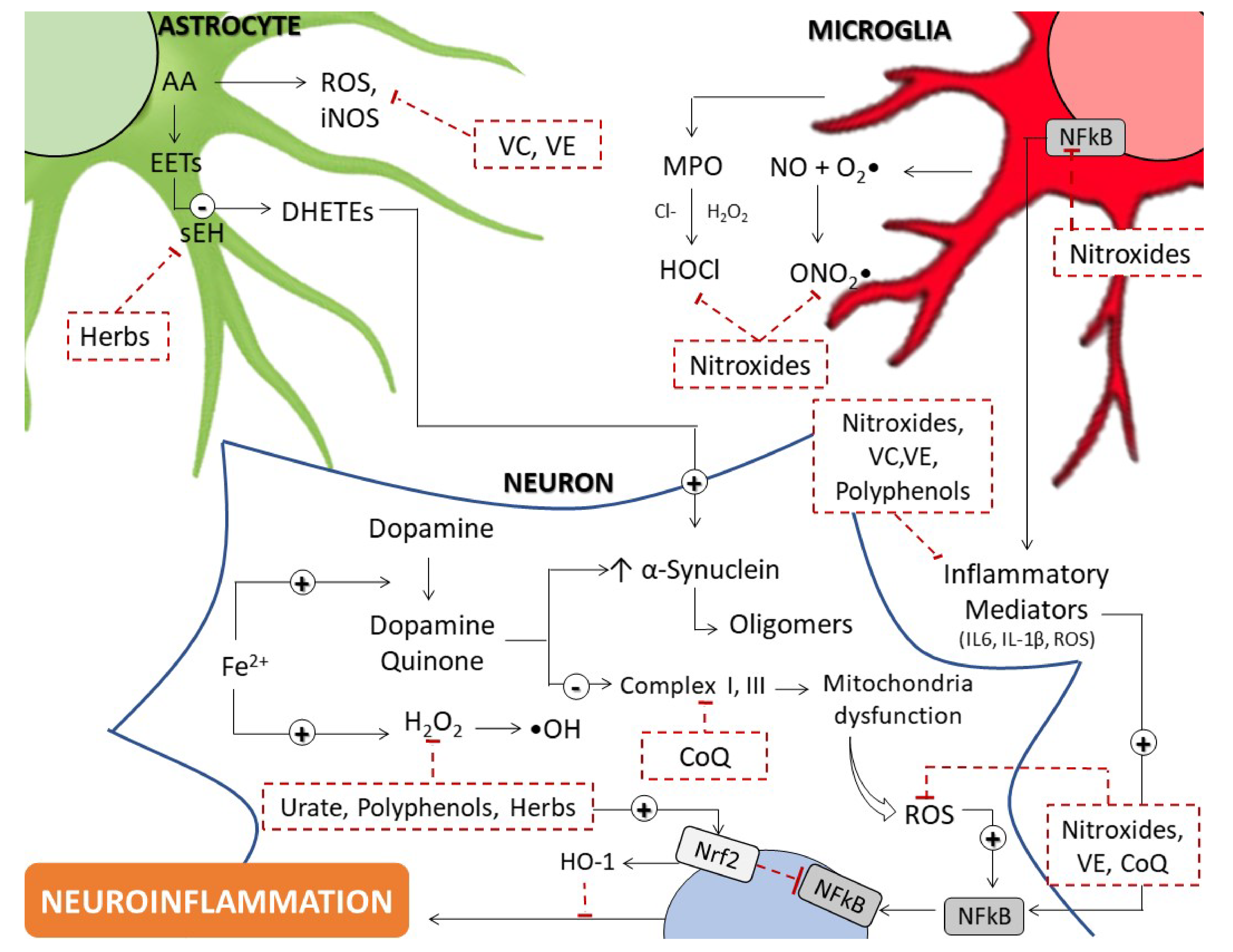 MitoQ and Reduced Glutathione Protects Against Dopamine Induced Brain  Mitochondrial Electron Transport Chain Inhibition During Extended In Vitro  Incubation: Involvement of Free Radicals and Quinone Products - MDS  Abstracts