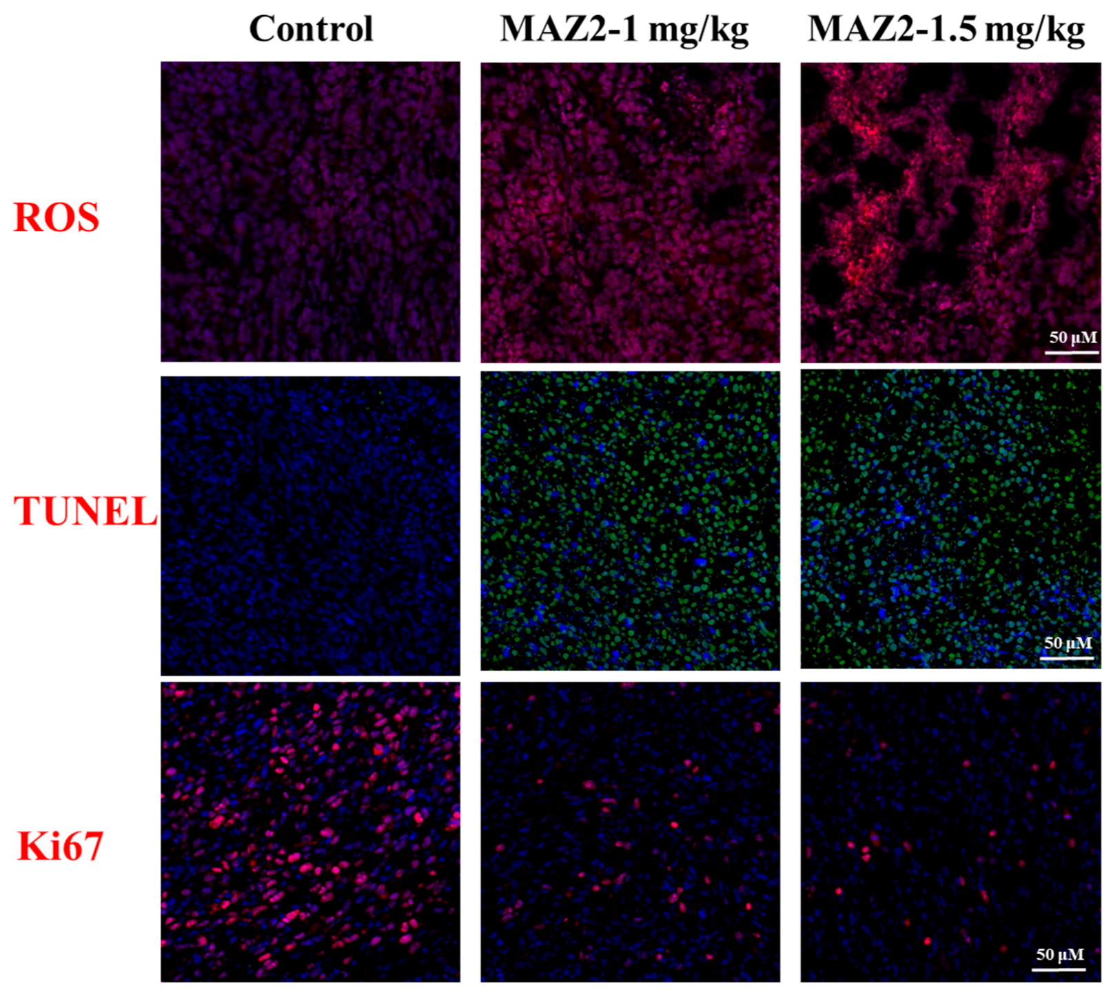 Ijms 23 06930 g005 550