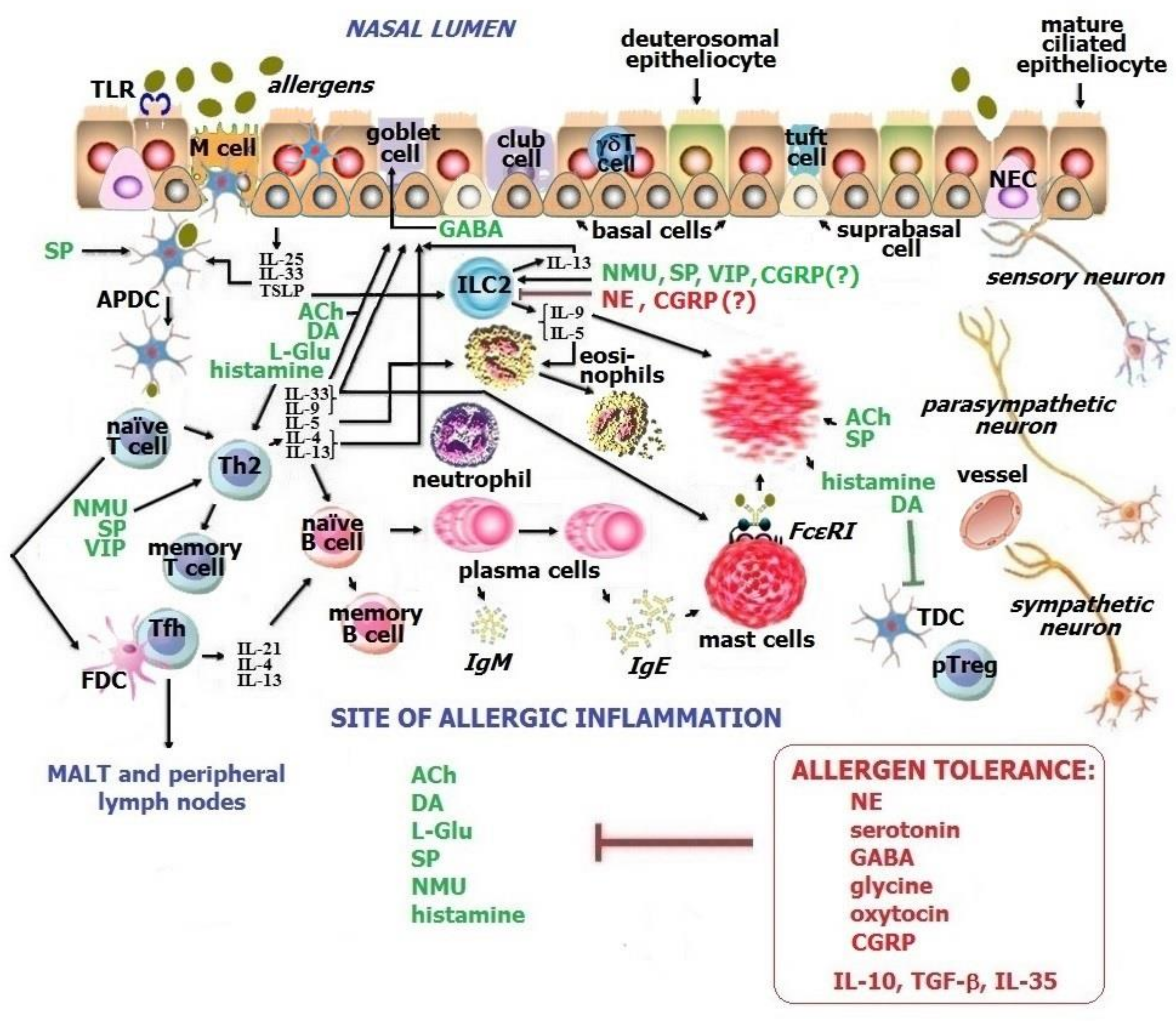 Ijms 23 06938 g002 550