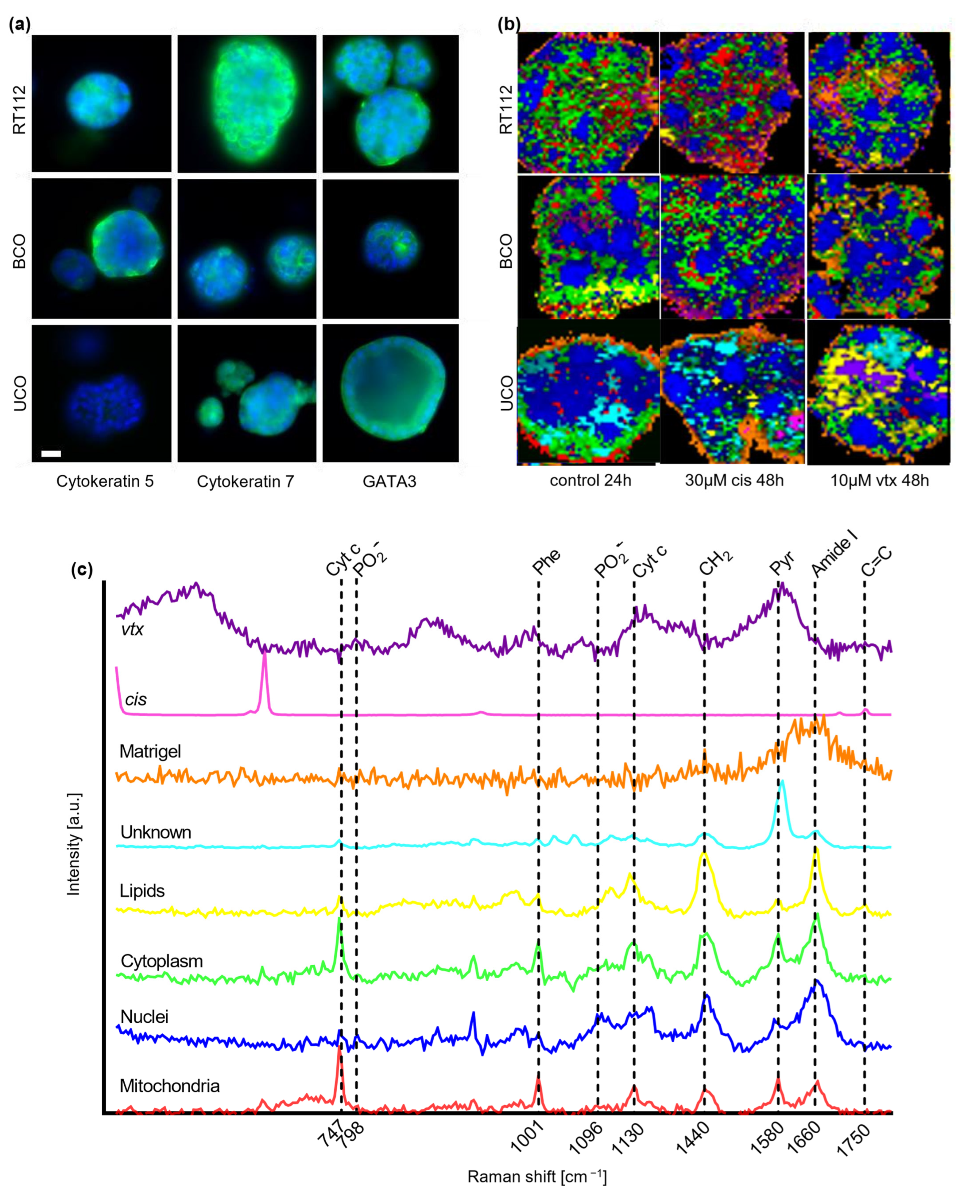 Ijms 23 06956 g001 Ijms 23 06956 g001