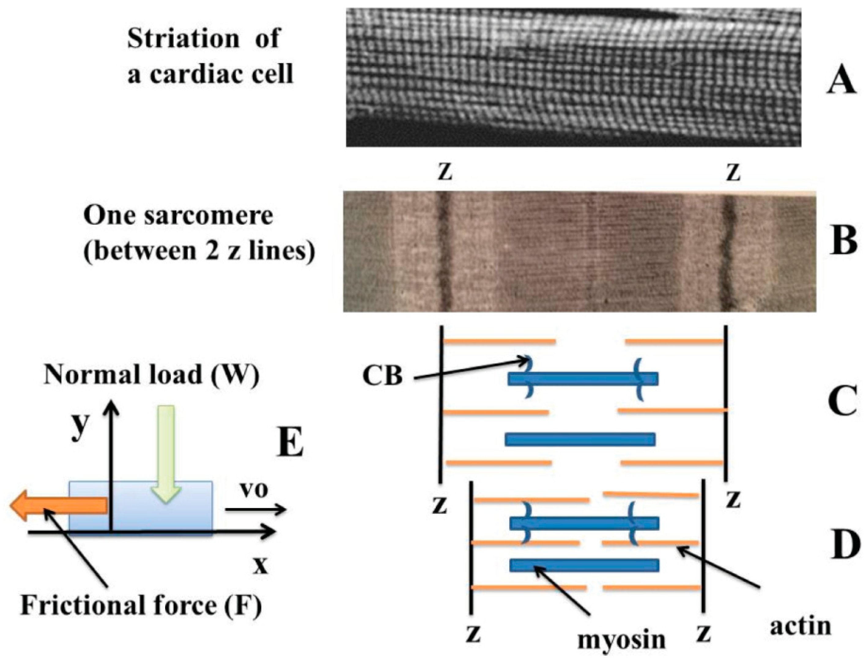 Ijms 23 06967 g001 550