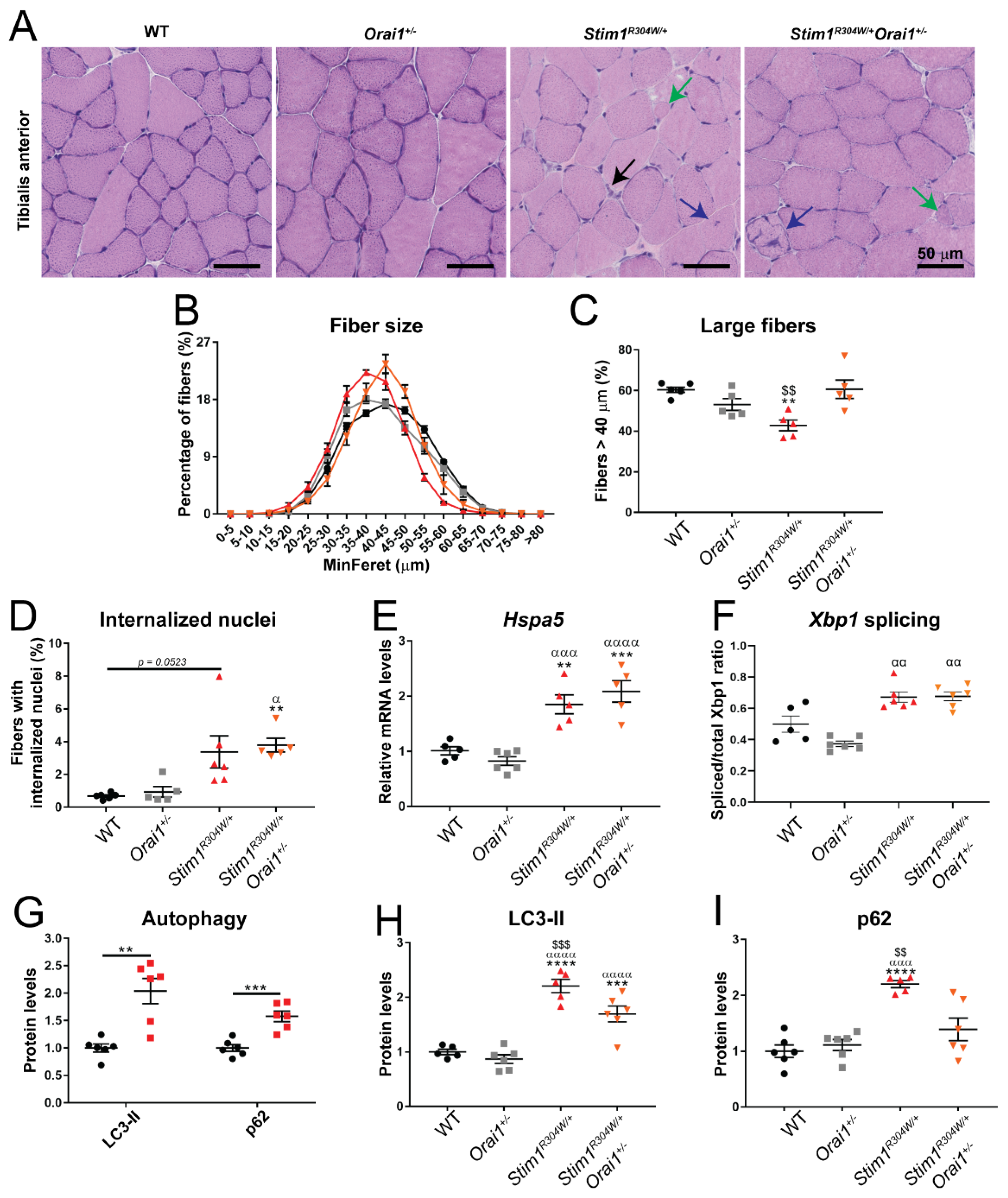 Ijms 23 06968 g003 Ijms 23 06968 g003
