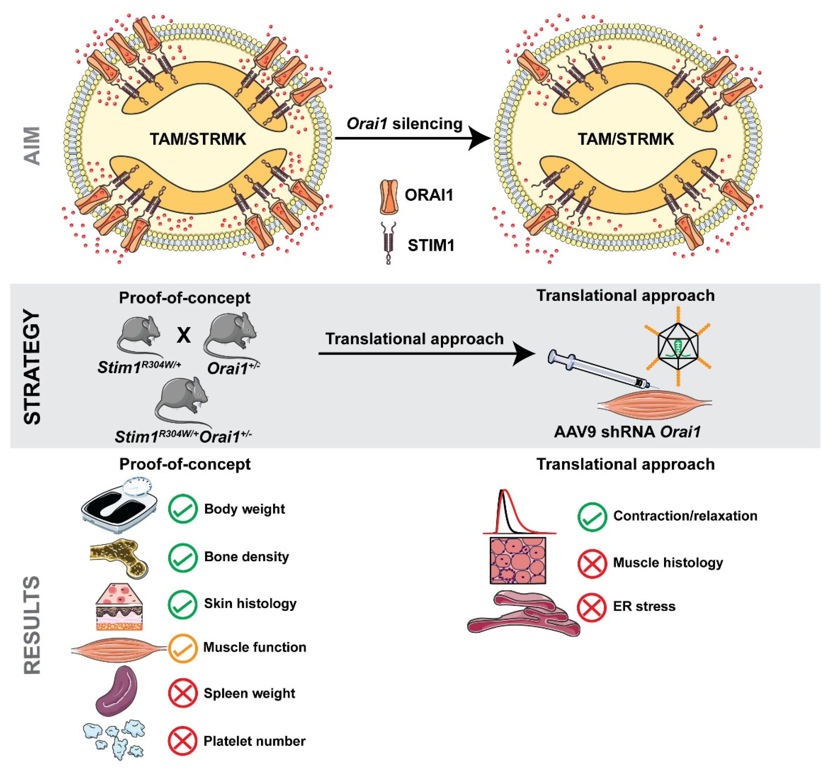 Ijms 23 06968 g005 Ijms 23 06968 g005