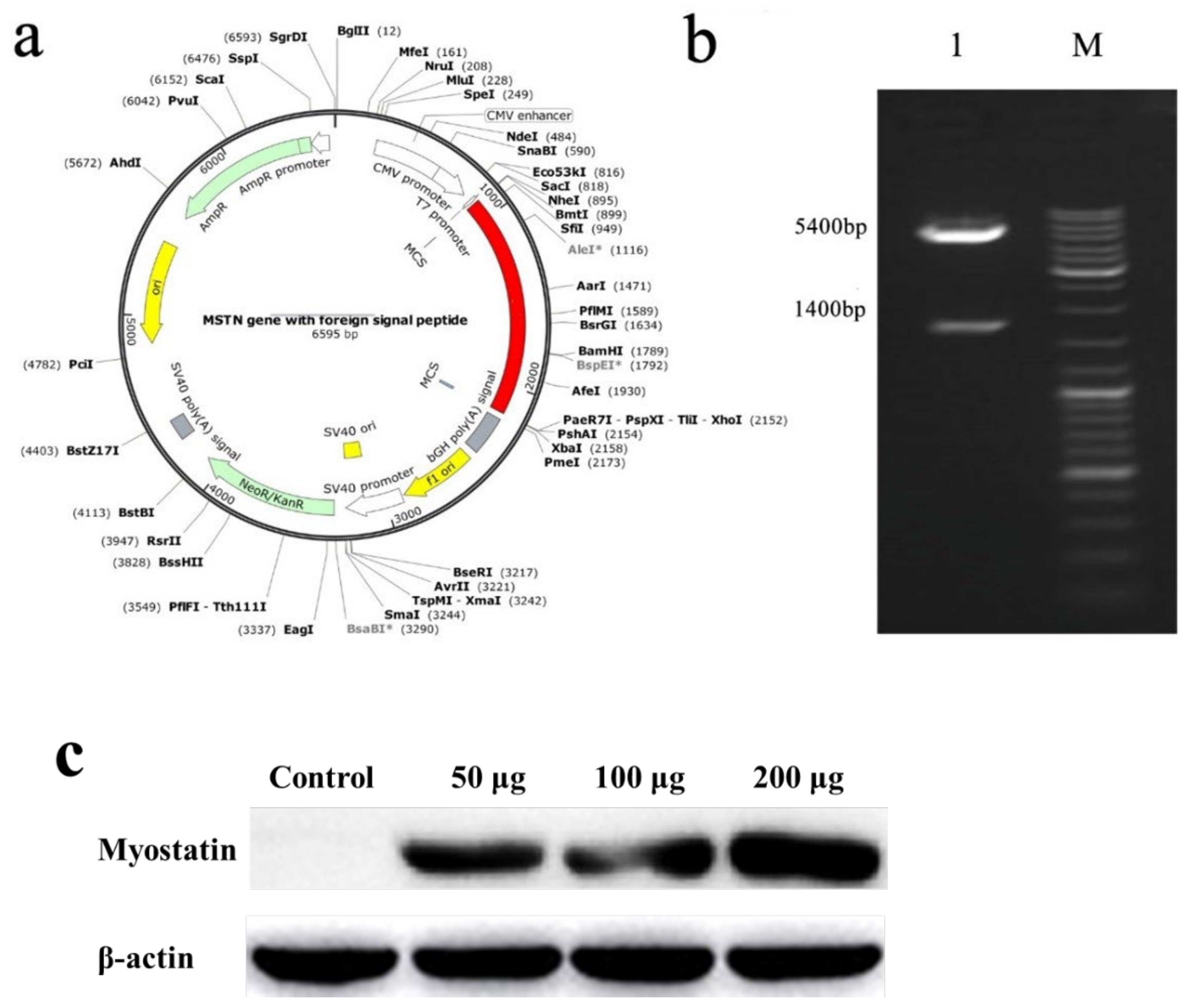 ゆん Enhanced Muscle Fibers of Epinephelus coioides by Myostatin