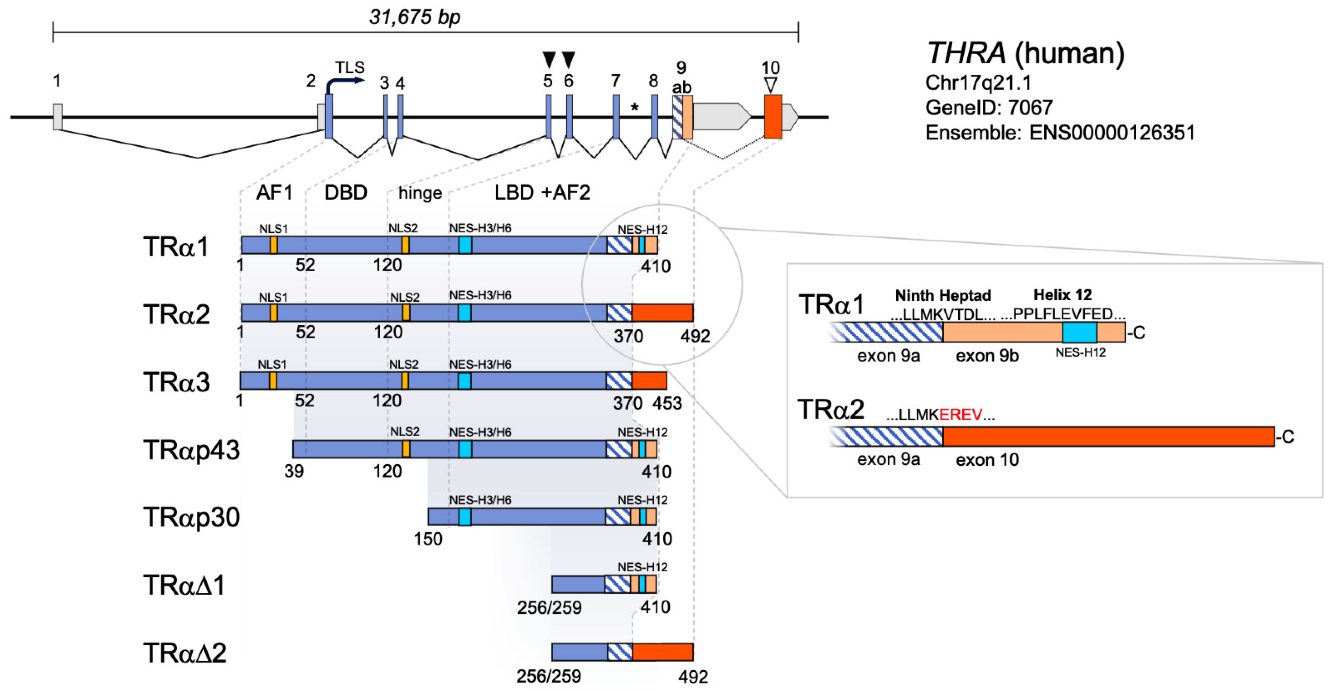 Ijms 23 06998 g001 Ijms 23 06998 g001