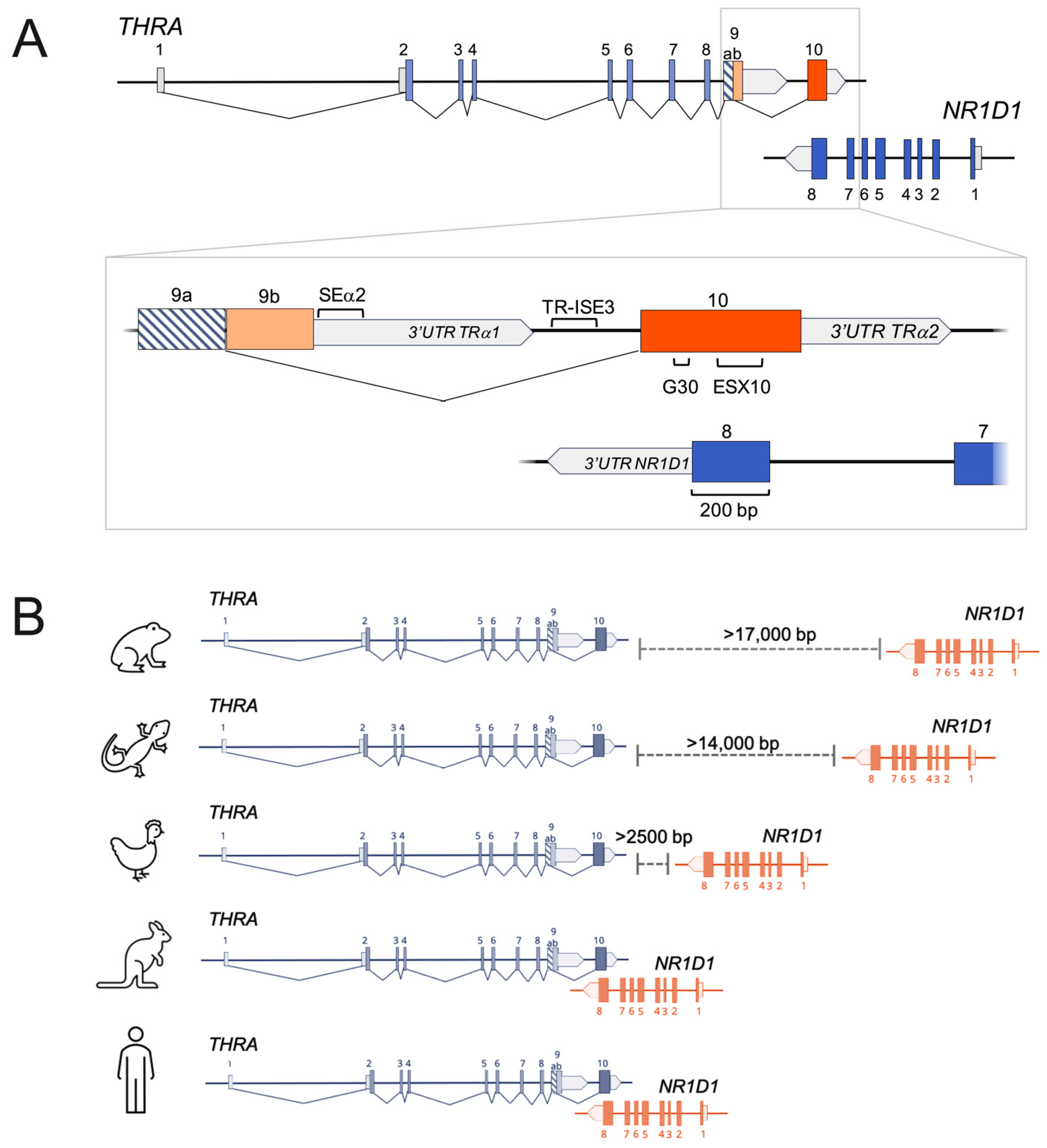 Ijms 23 06998 g003 Ijms 23 06998 g003