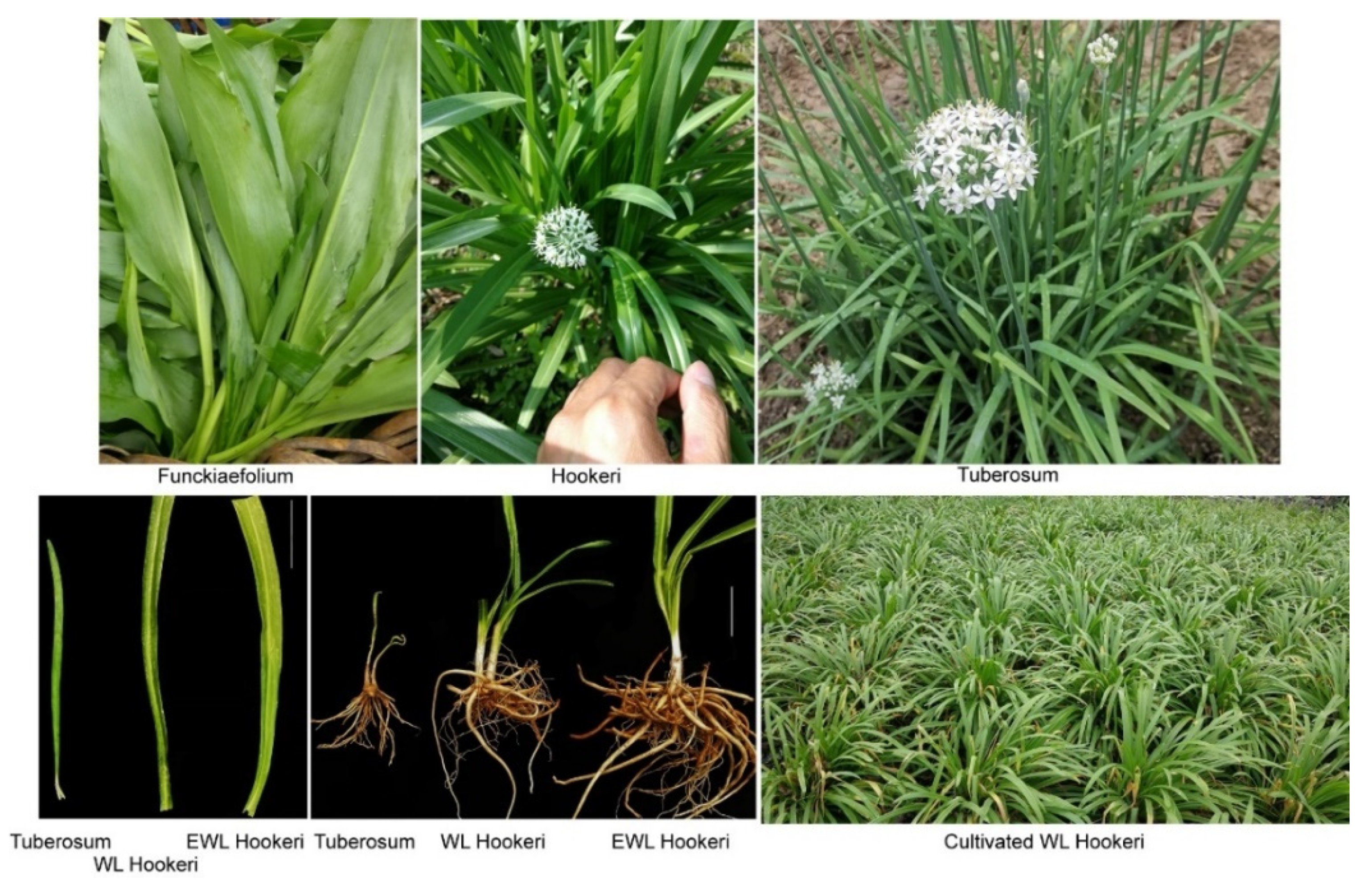 IJMS Free Full Text Biosynthesis and Metabolism of Garlic Odor