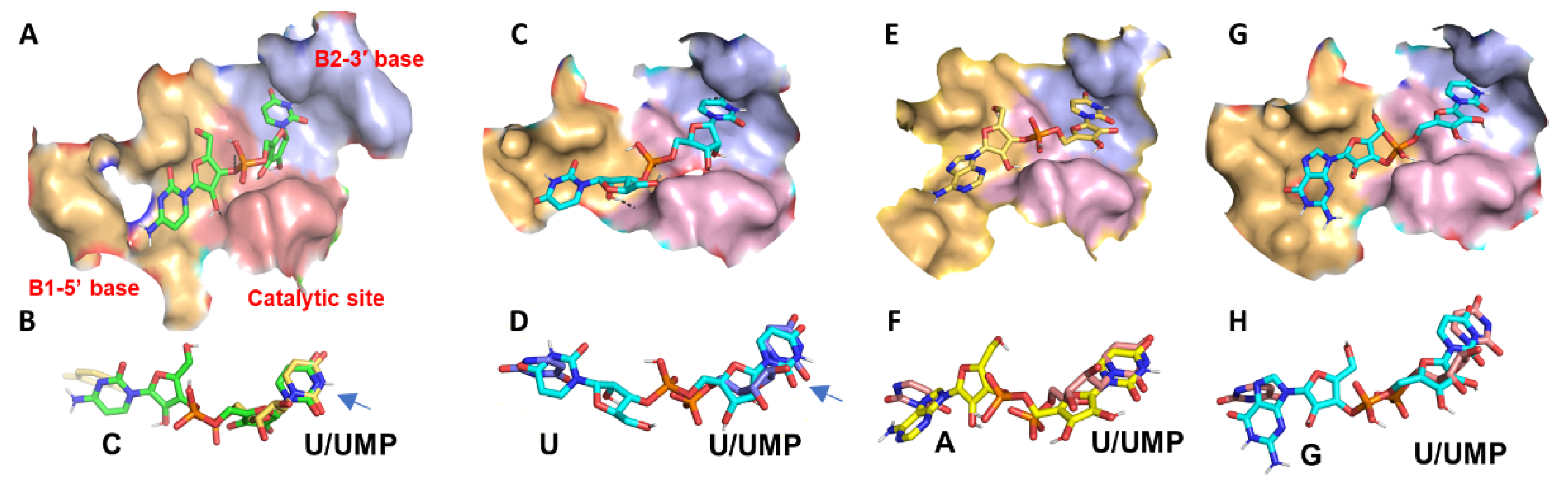 Ijms 23 07021 g003 550