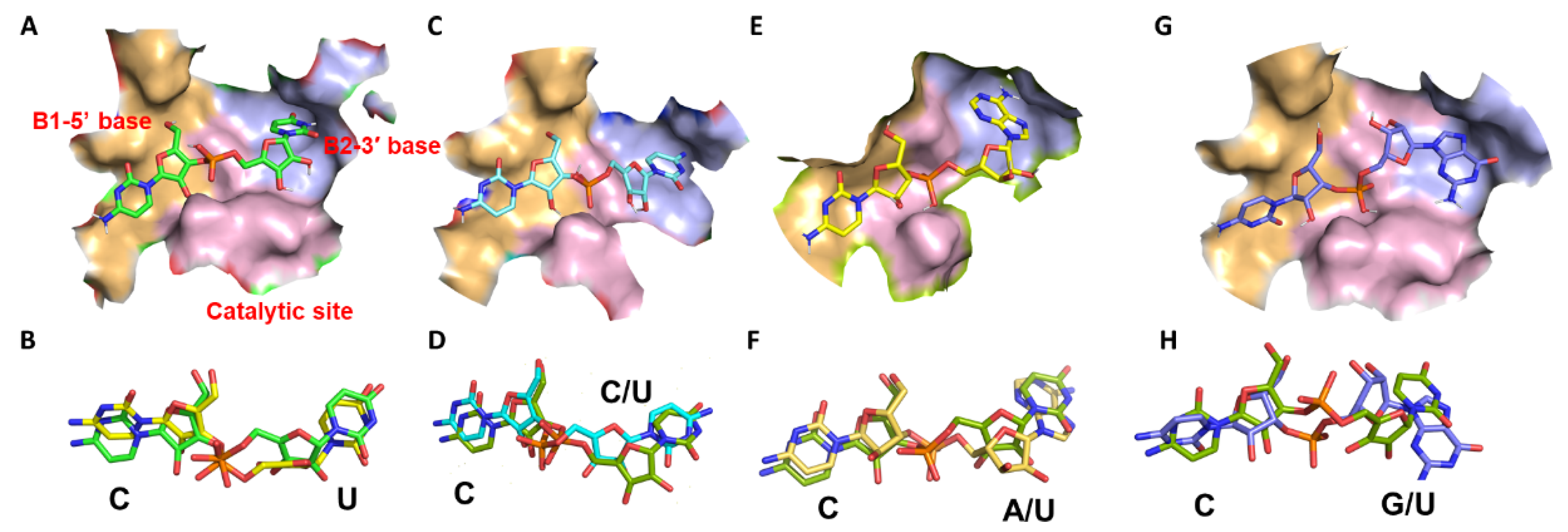 Ijms 23 07021 g004 550