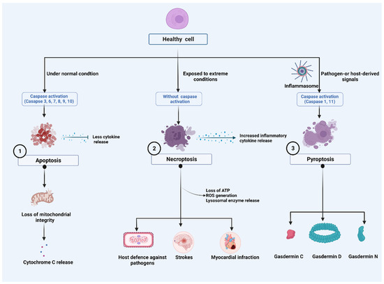 viral Death Revisiting Regulated Cell Death Responses in Viral Infections