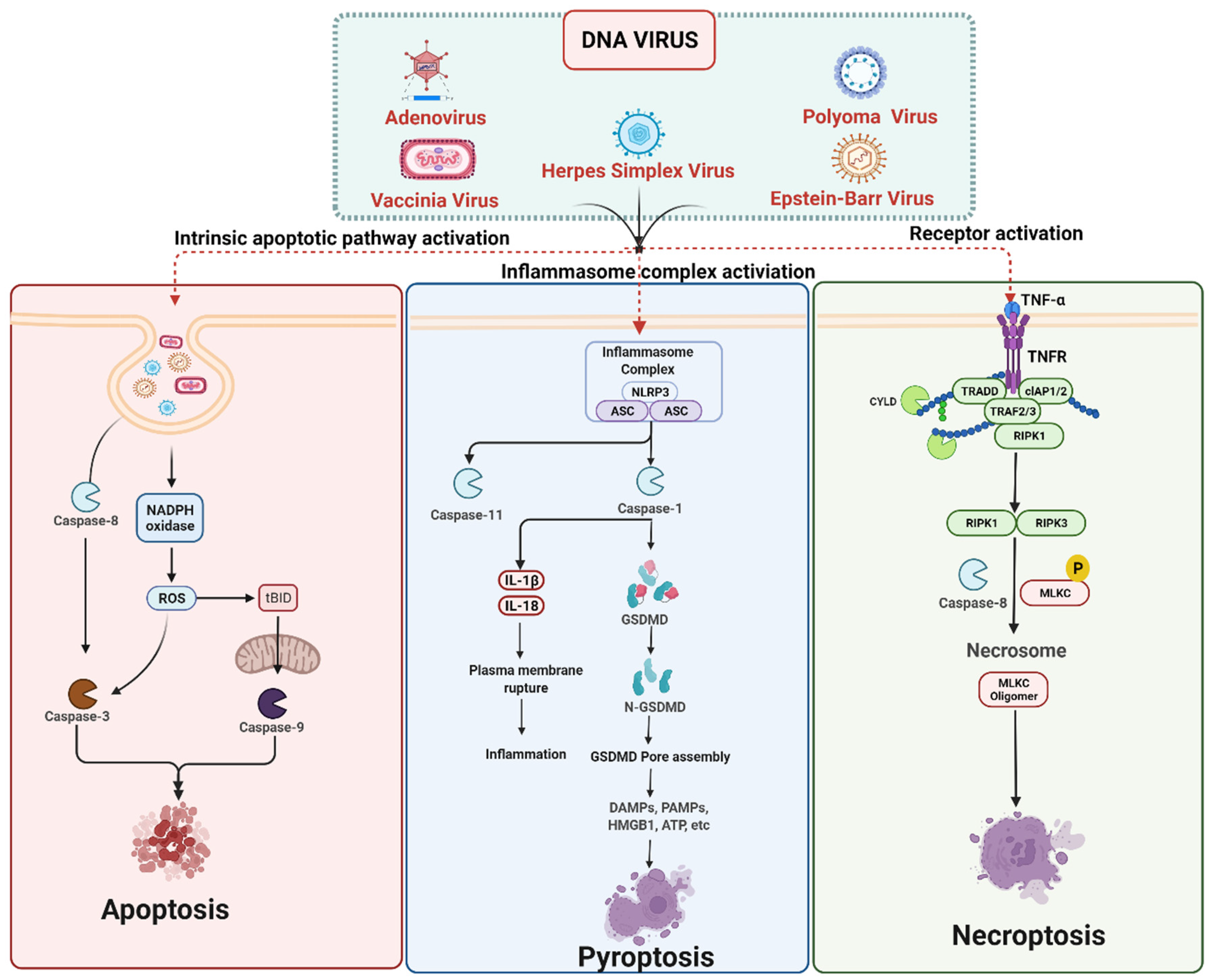 Ijms 23 07023 g002 550