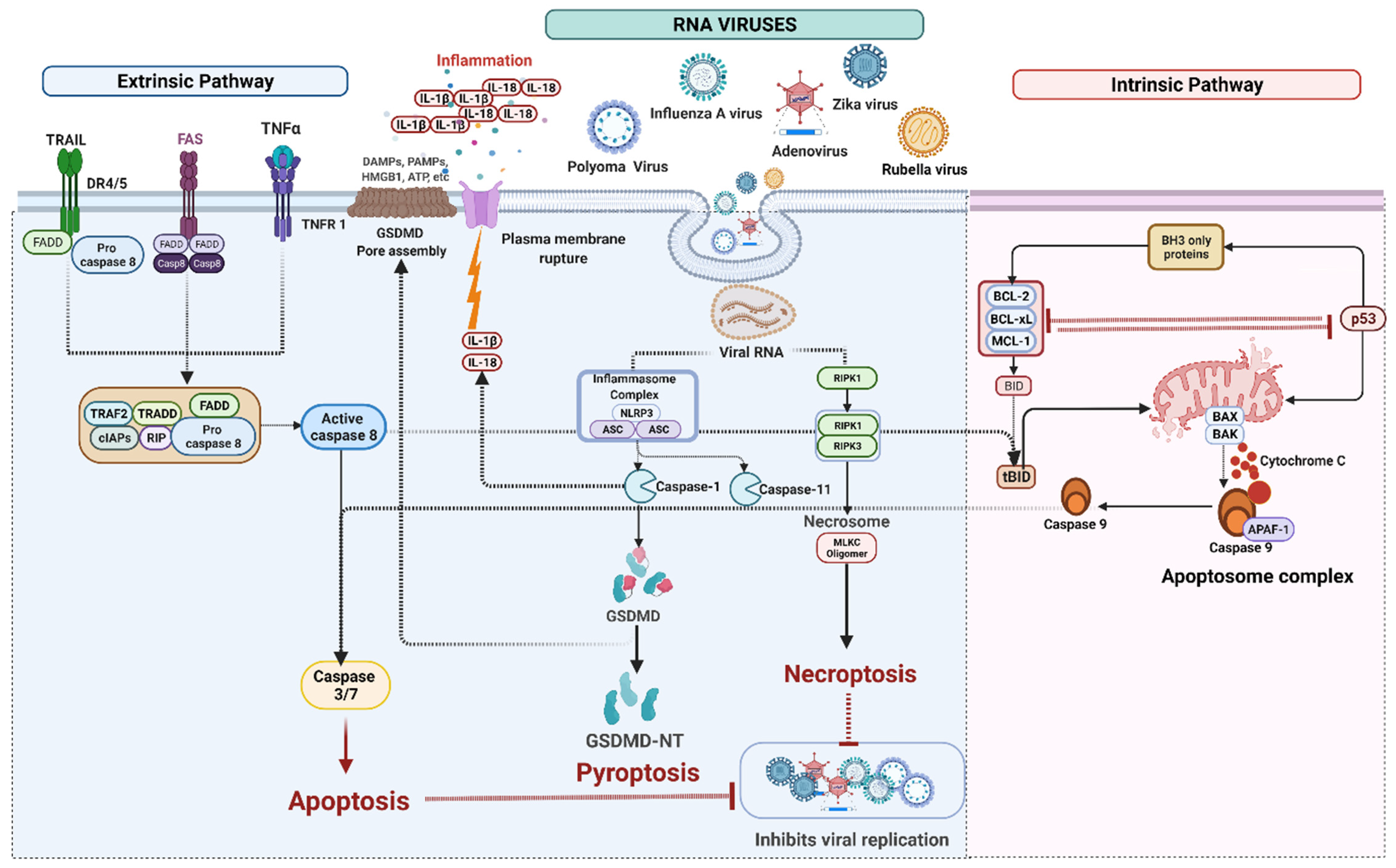 Ijms 23 07023 g003 550