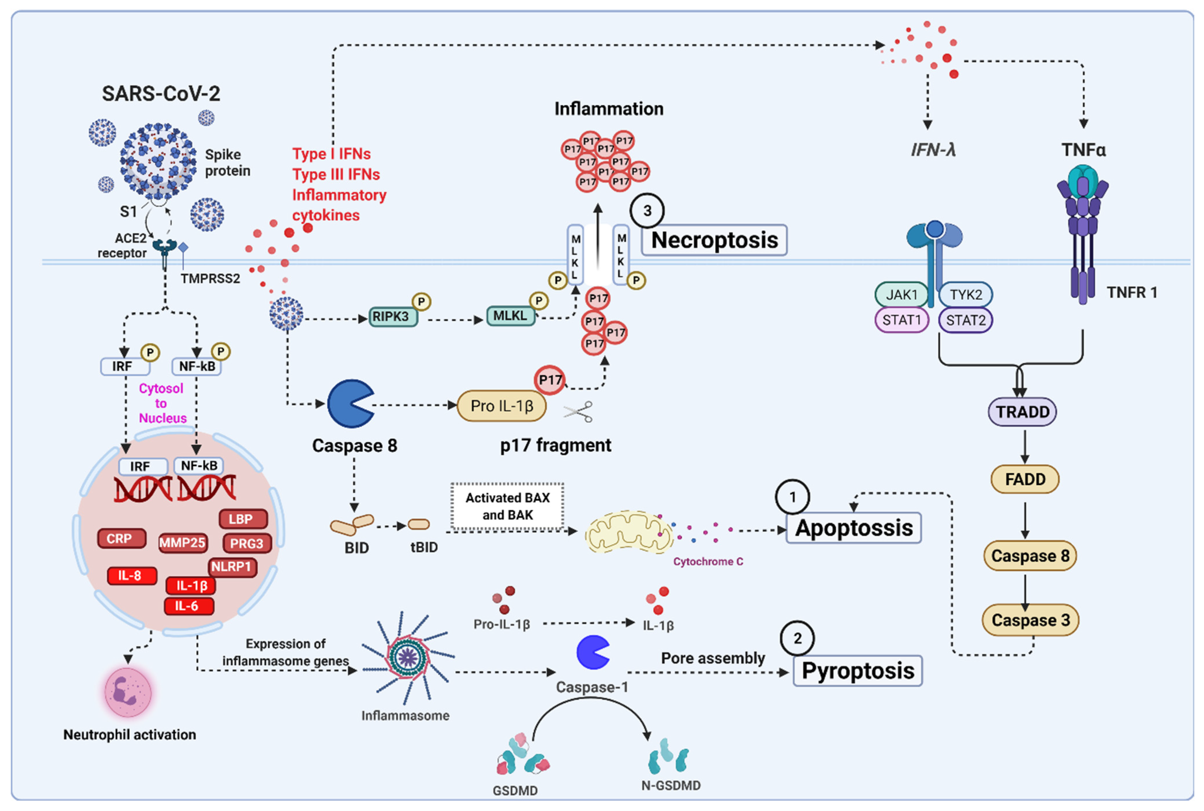 Ijms 23 07023 g004 550