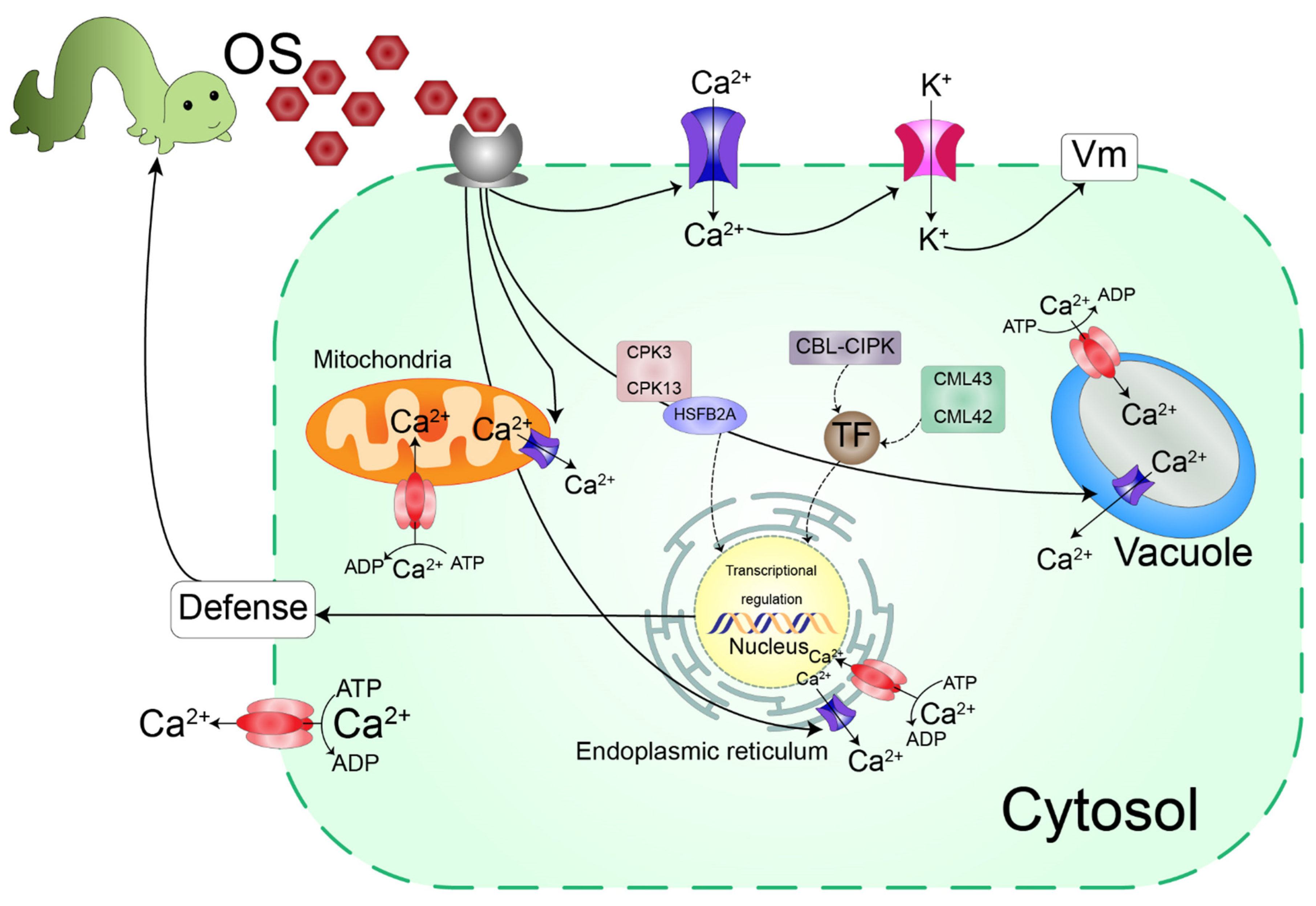 Ijms 23 07031 g002 550