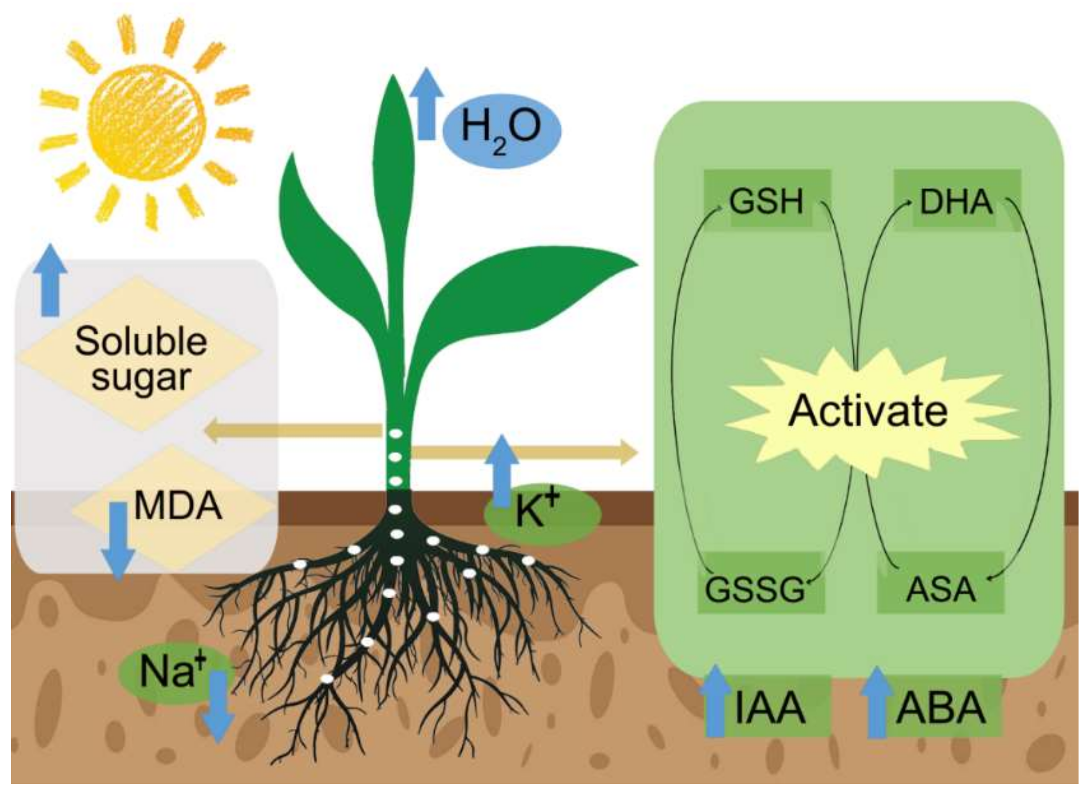 Ijms 23 07036 g003 Ijms 23 07036 g003