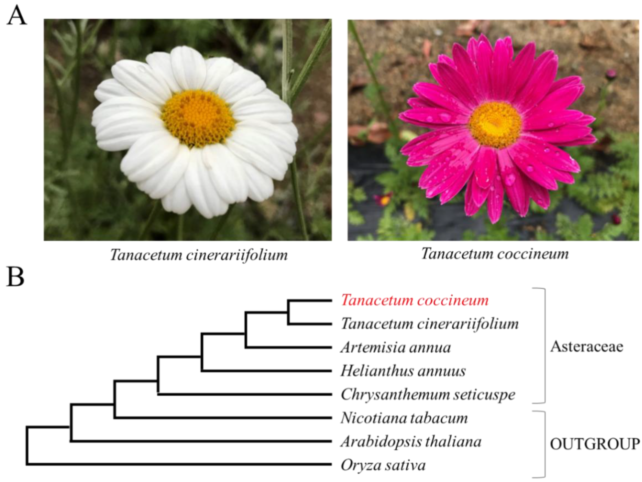 Ijms 23 07039 g001 550