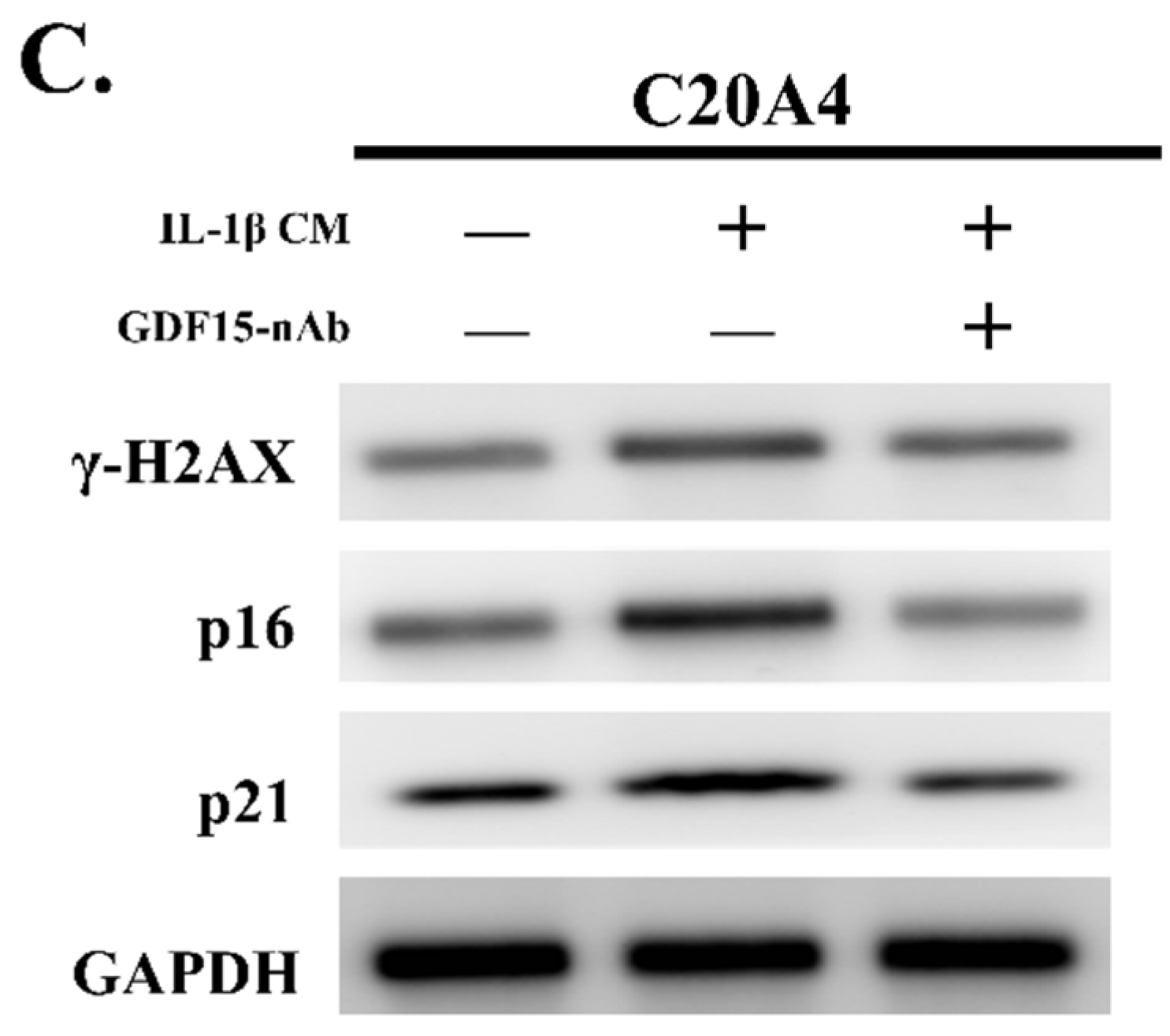 Ijms 23 07043 g005b 550