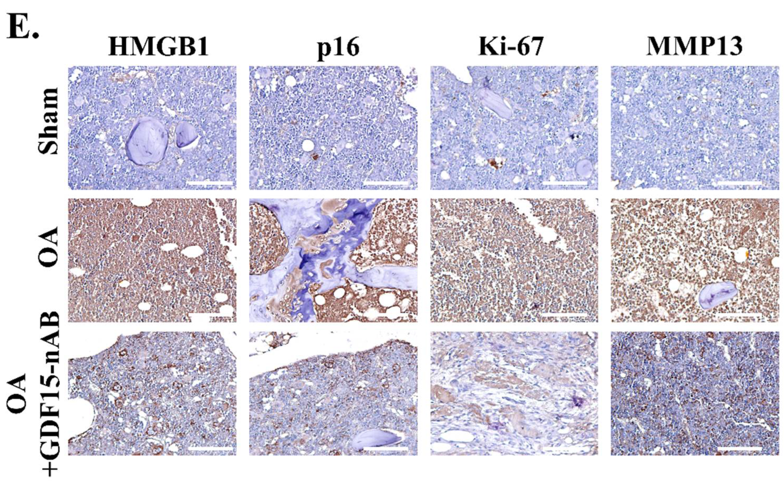 Ijms 23 07043 g007b 550