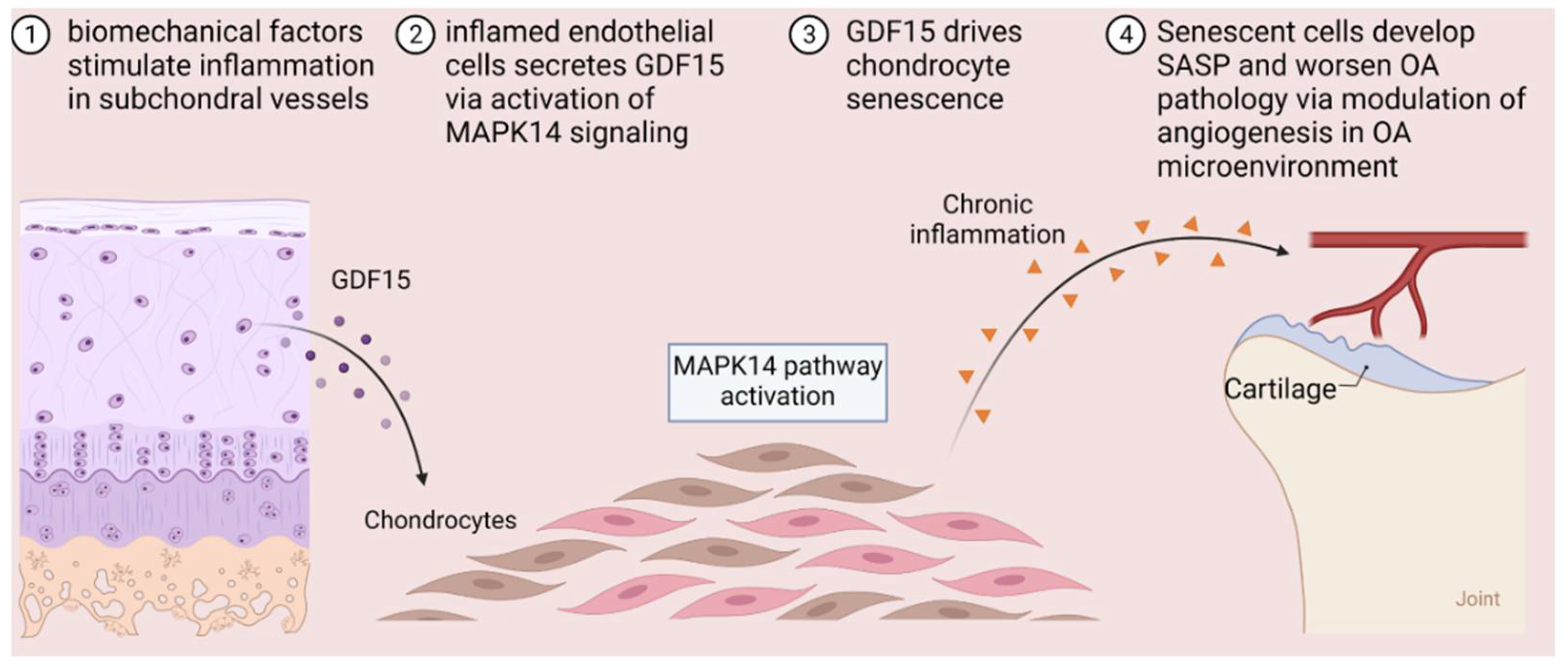 Ijms 23 07043 g008 550