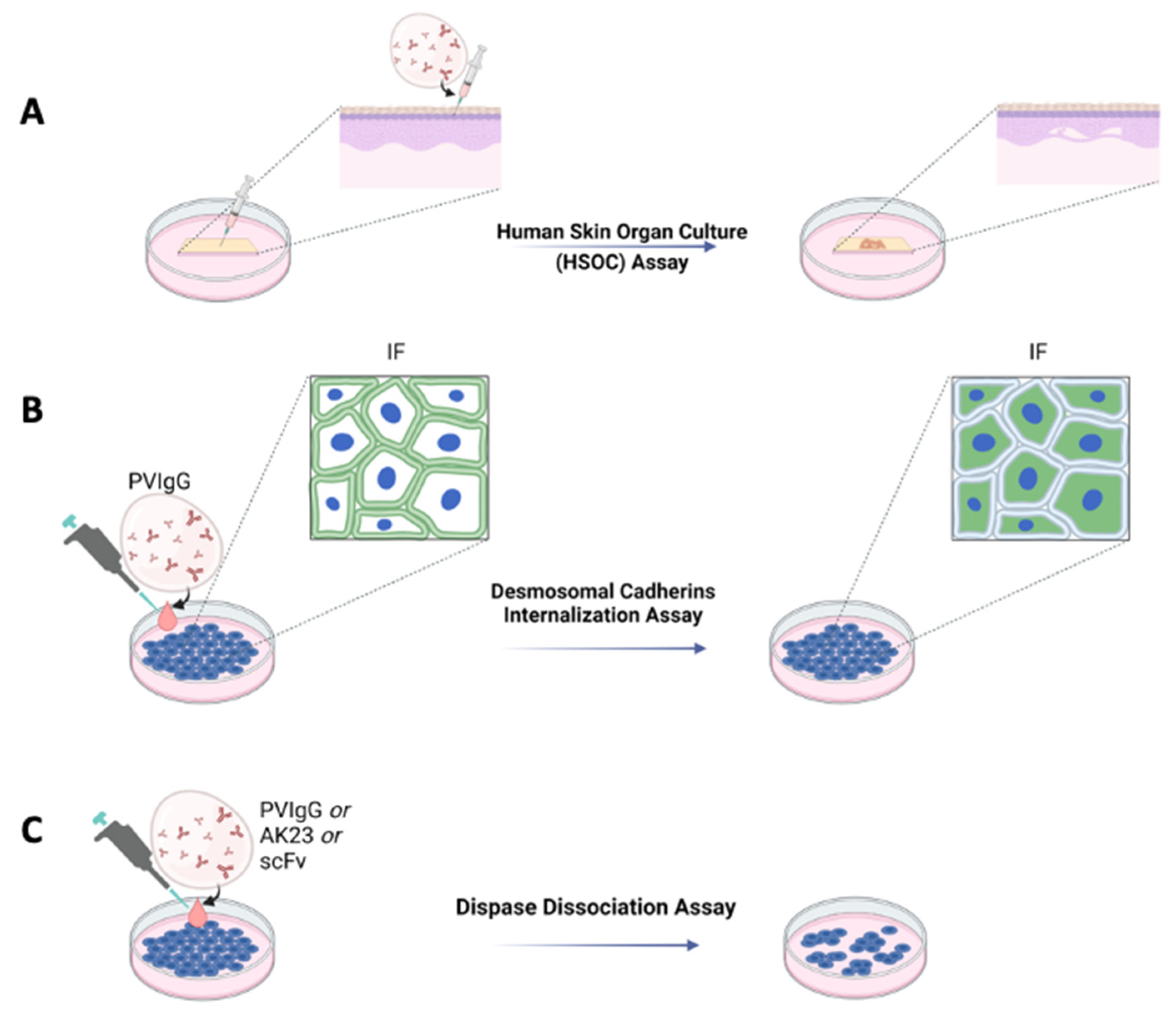 In Vivo (vs In Vitro and Ex Vivo) - The Definitive Guide