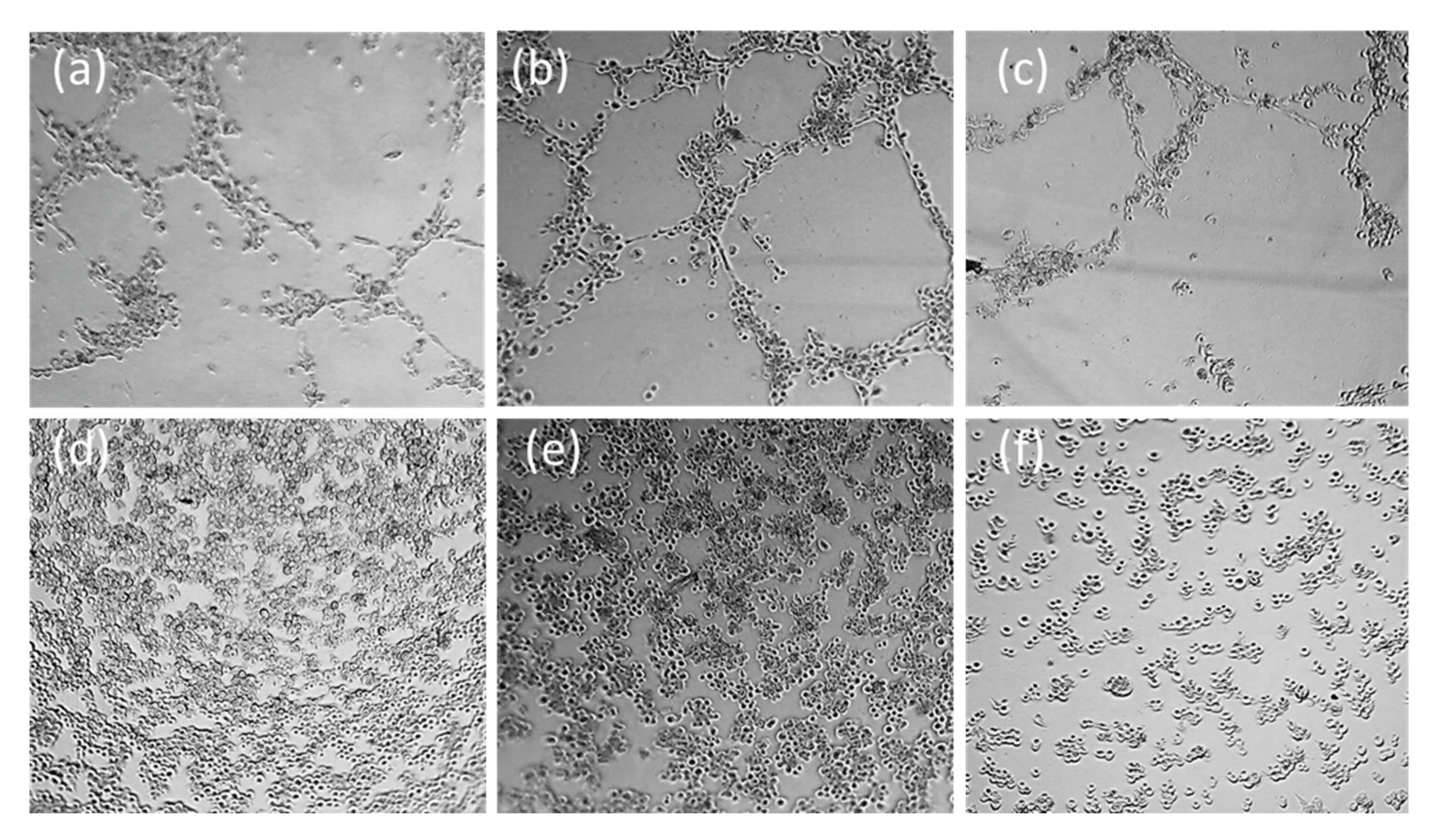 Ijms 23 07049 g005 550