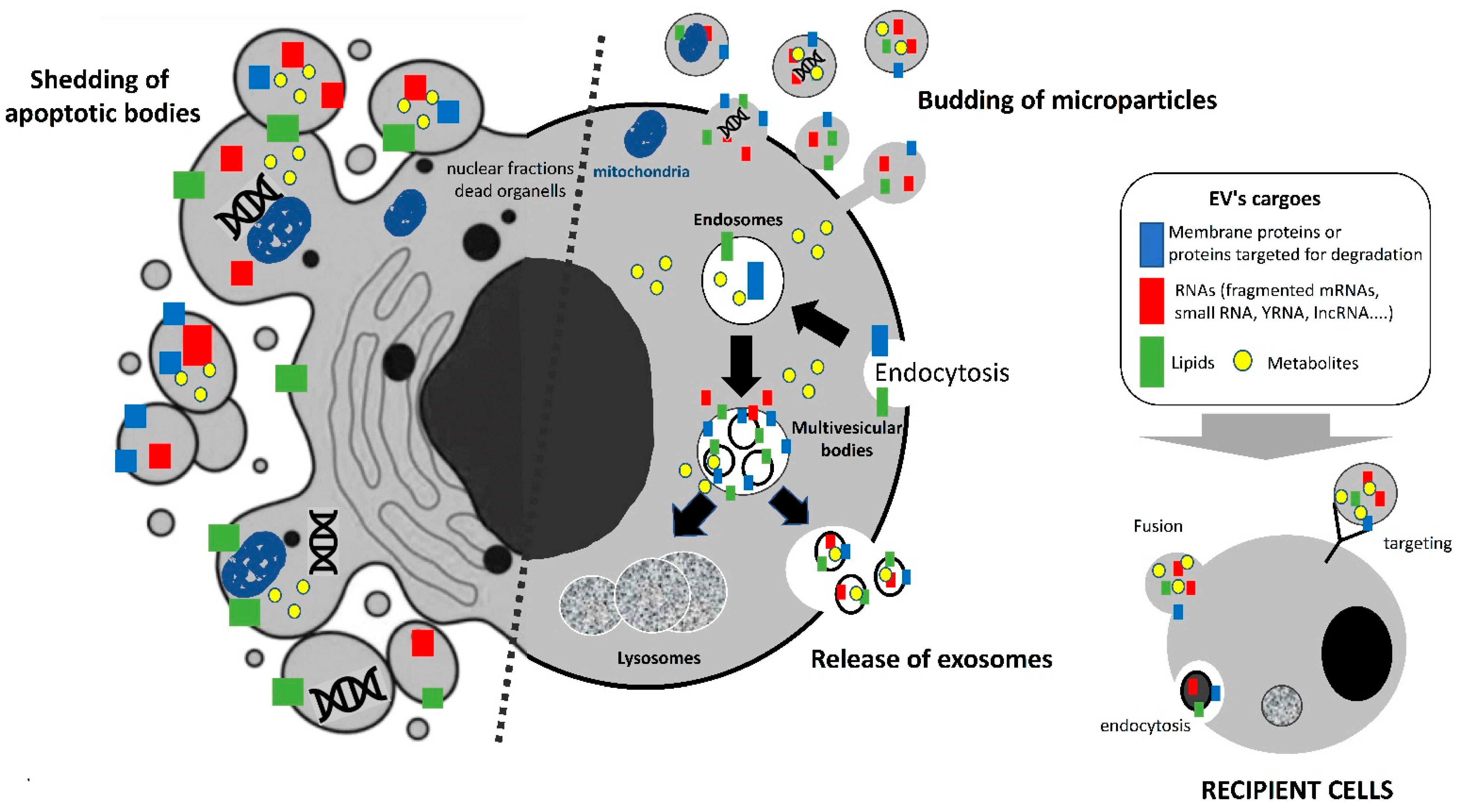 Ijms 23 07052 g001 550