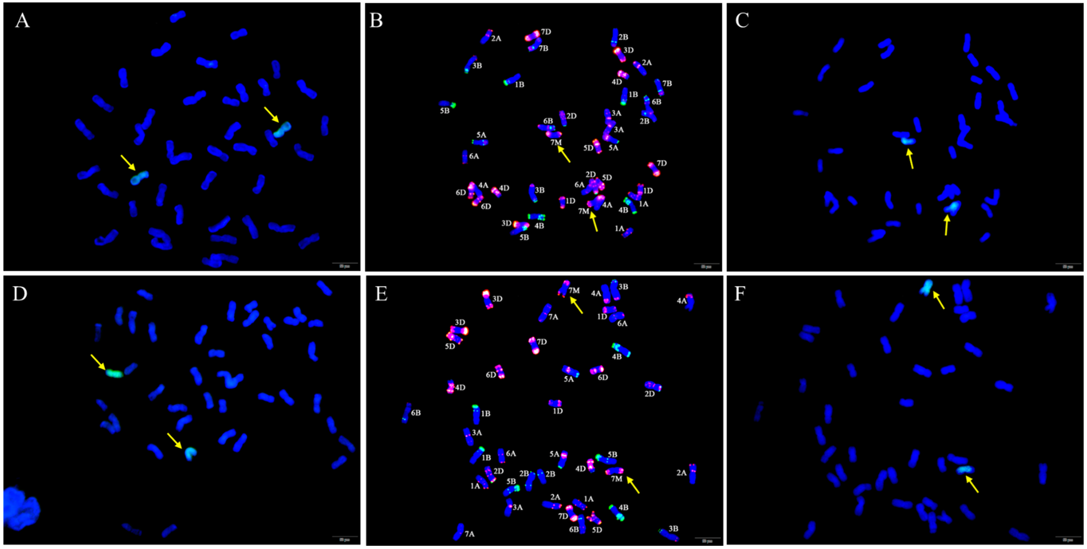 Ijms 23 07056 g002 Ijms 23 07056 g002