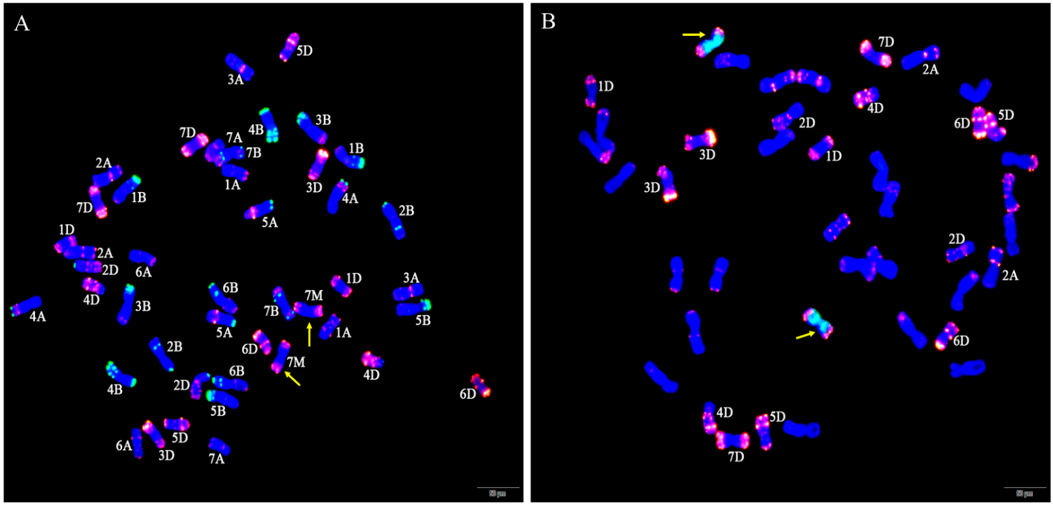 Ijms 23 07056 g003 Ijms 23 07056 g003