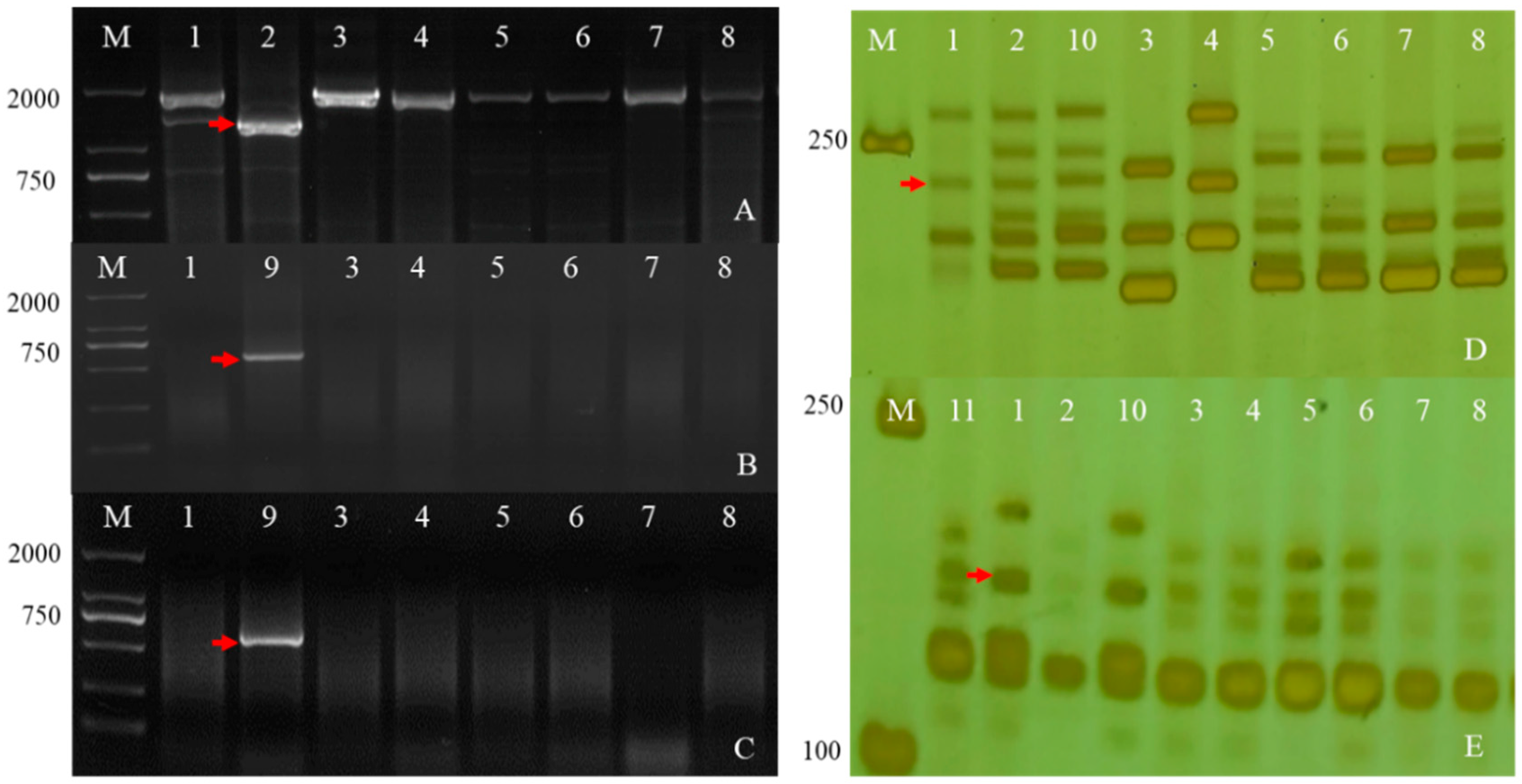 Ijms 23 07056 g006 Ijms 23 07056 g006