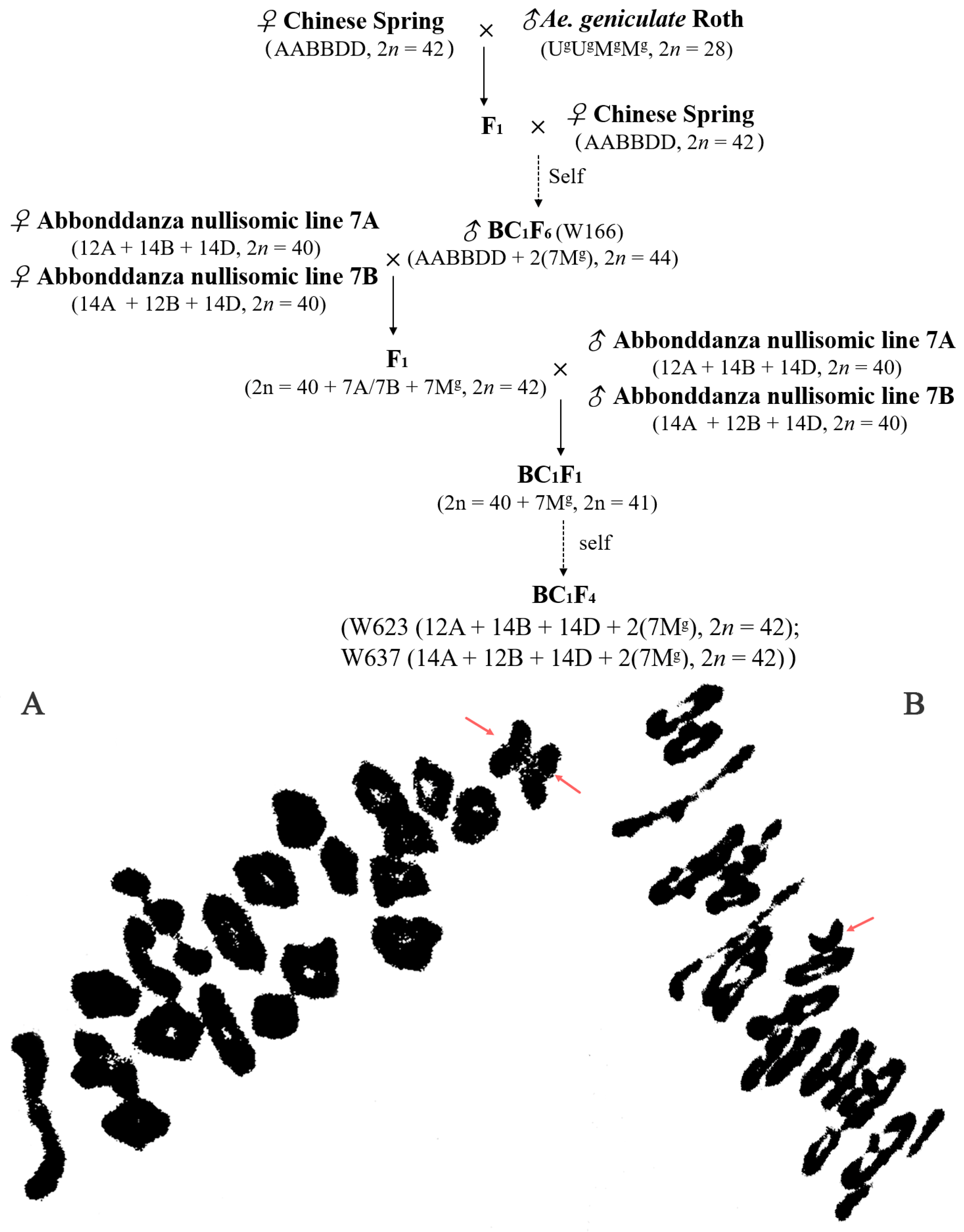 Ijms 23 07056 g007 Ijms 23 07056 g007