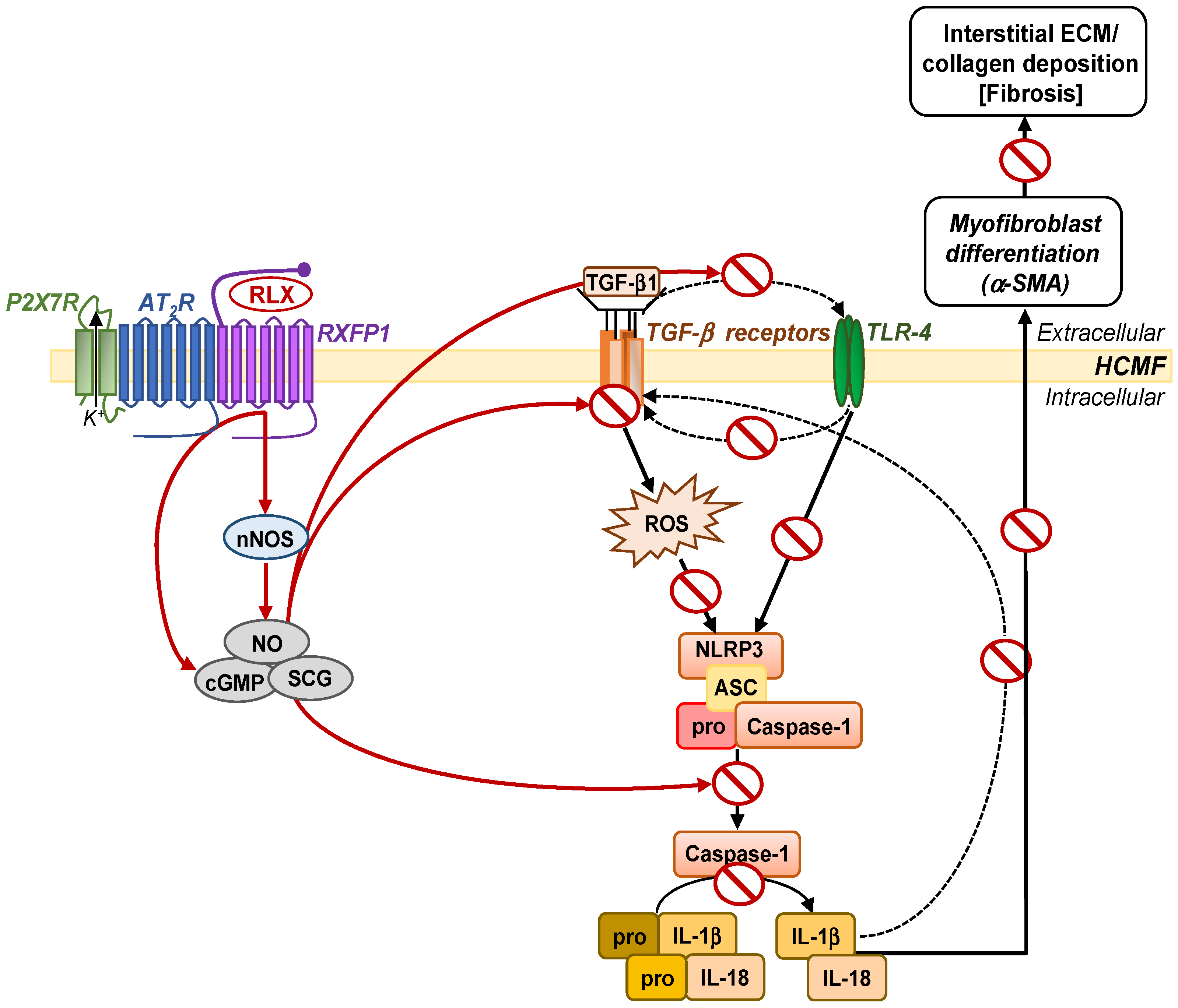 Ijms 23 07074 g007 Ijms 23 07074 g007