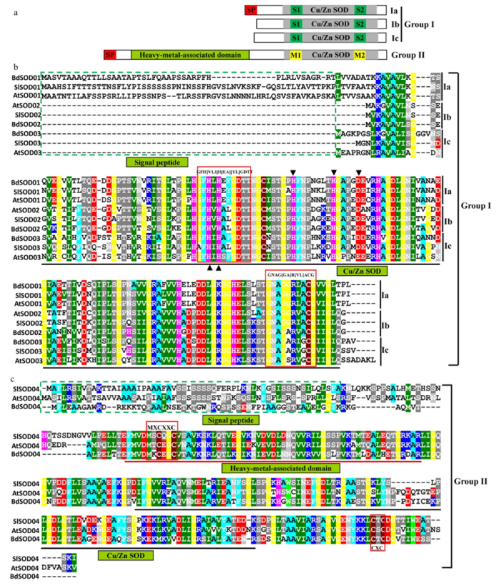 Ijms 23 07082 g002 550