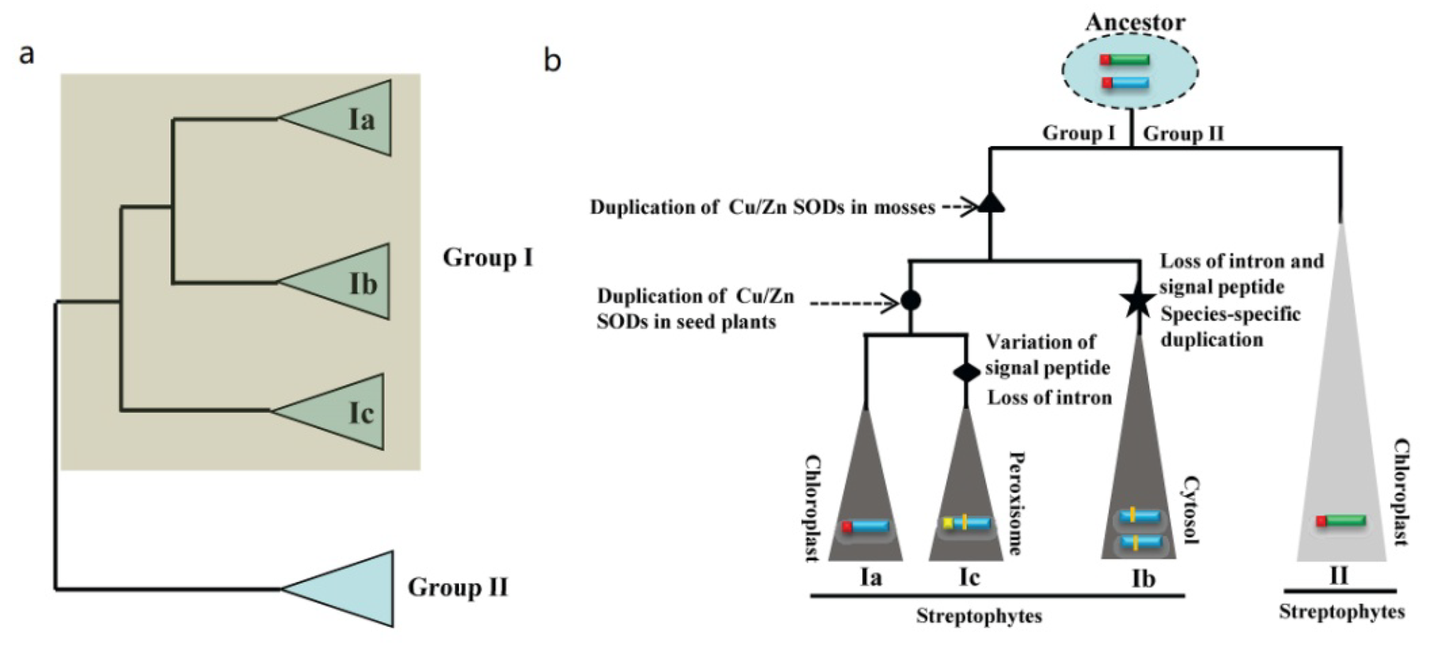 Ijms 23 07082 g008 550