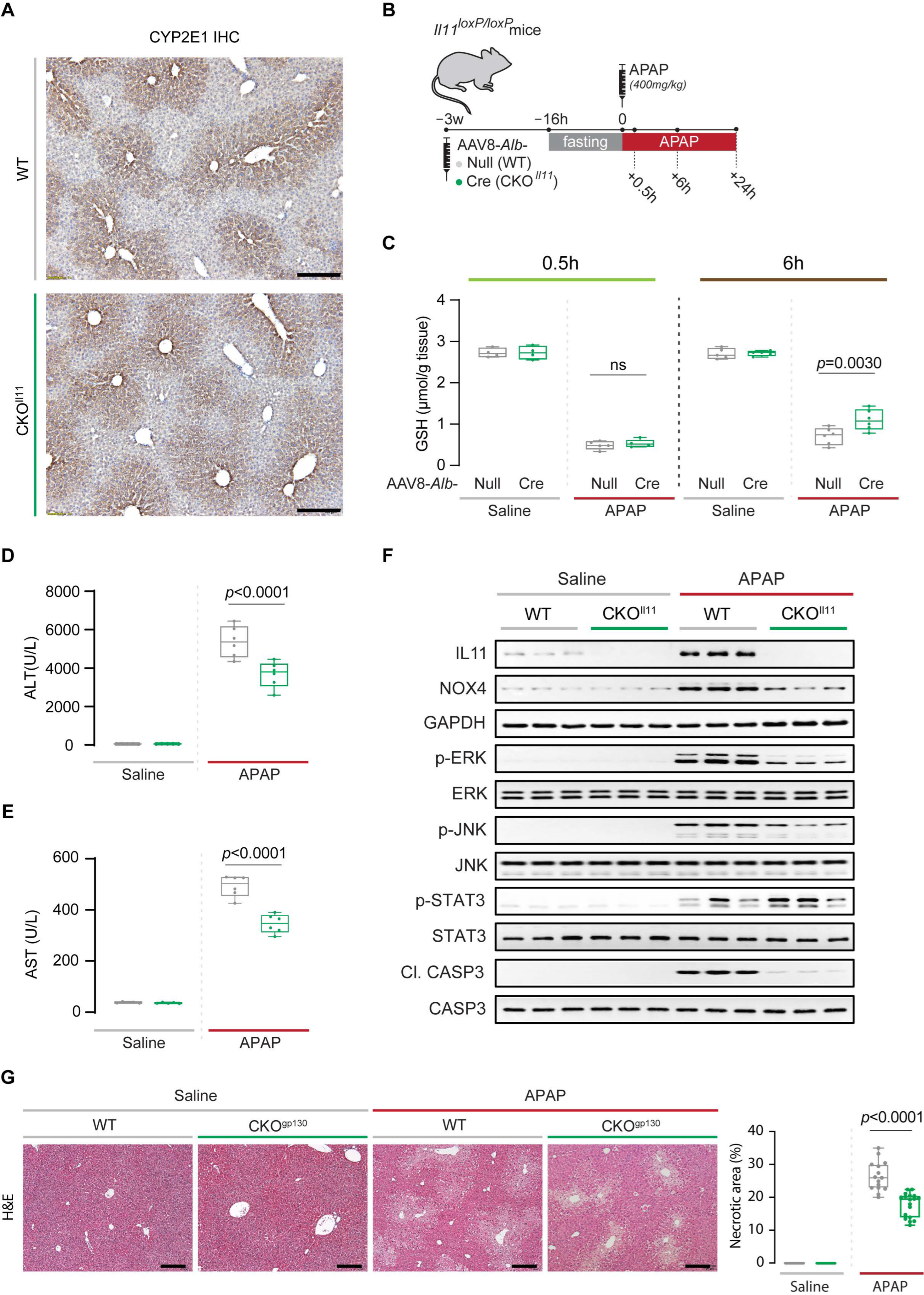 Ijms 23 07089 g005 550