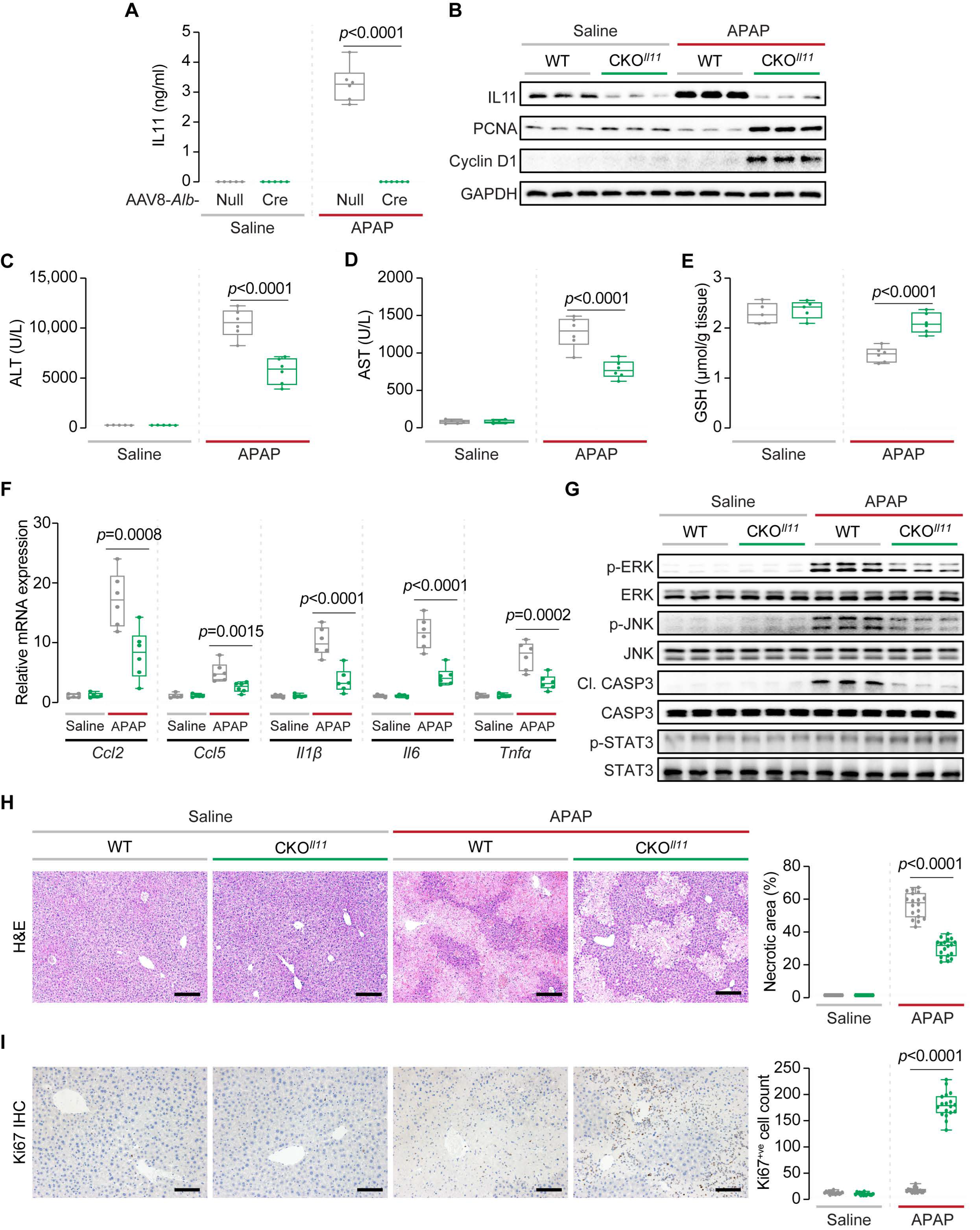 Ijms 23 07089 g006 550