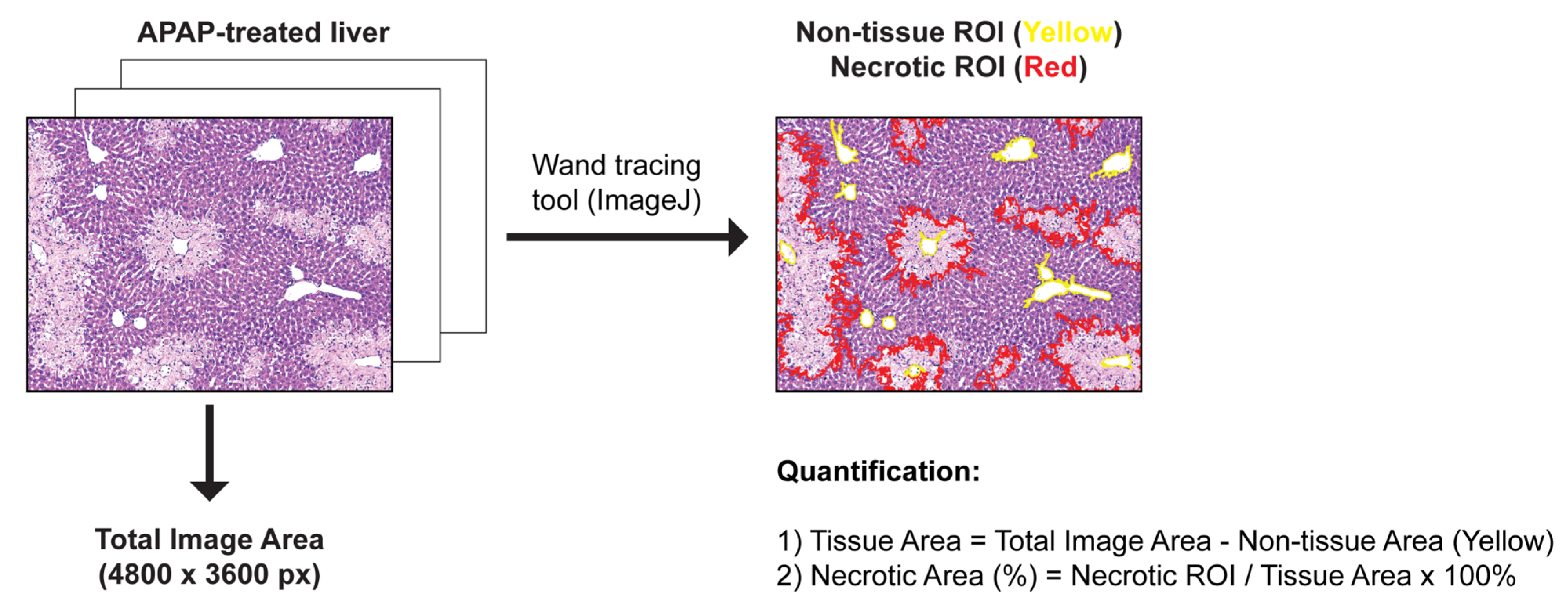 Ijms 23 07089 g007 550