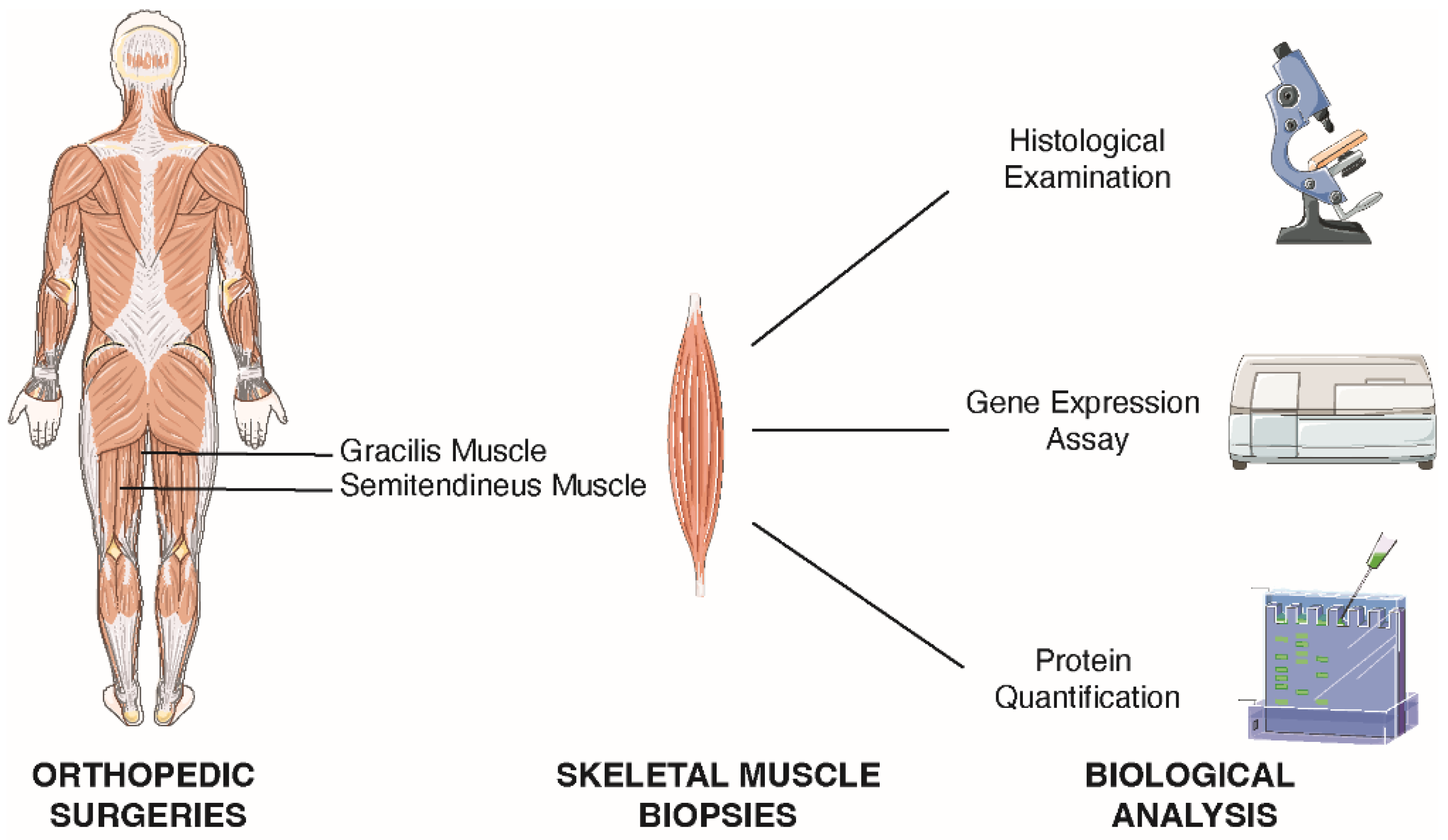 Ijms 23 07114 g003 550